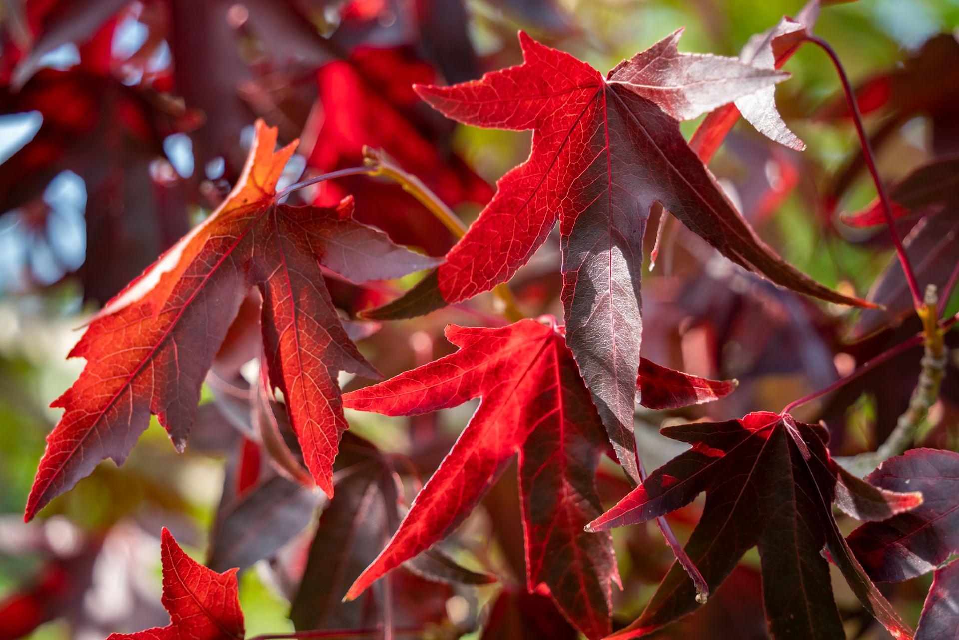 American Red Gum tree (Liquidambar styraciflua) leaves in autumn