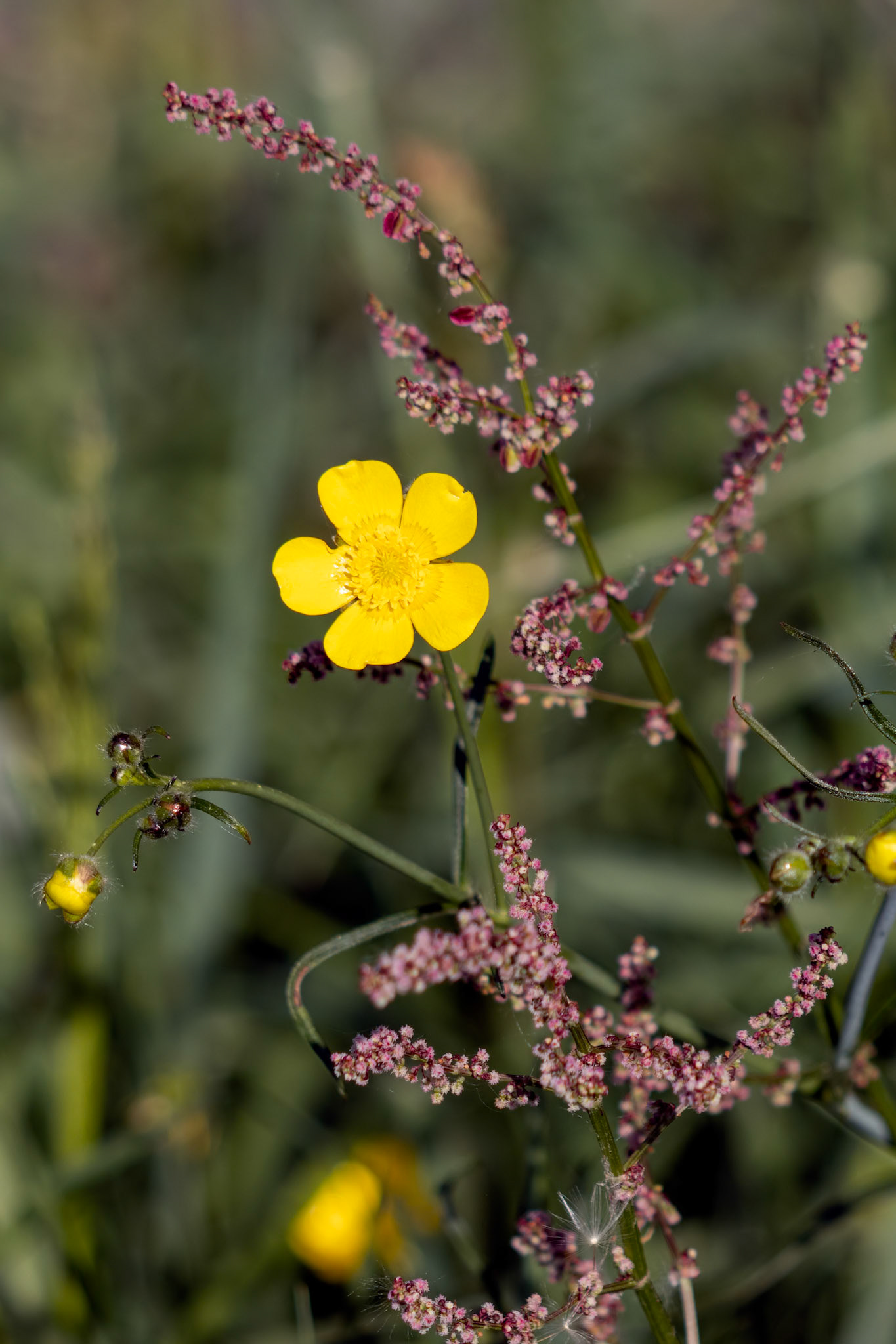 Meadow buttercup (Ranunculus acris) flowering by the side of a road