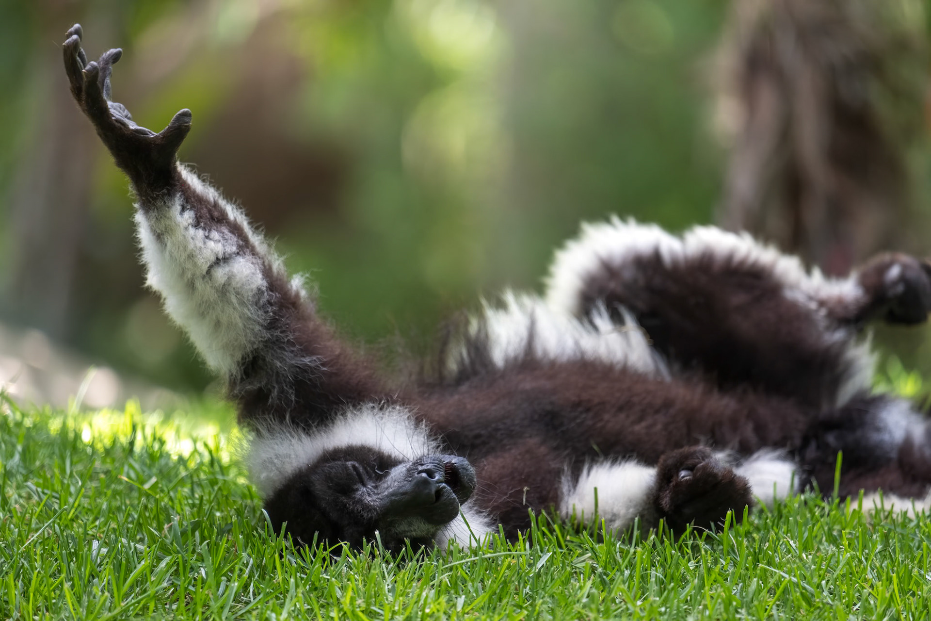 Black-and-White Ruffed Lemur (Varecia variegata)
