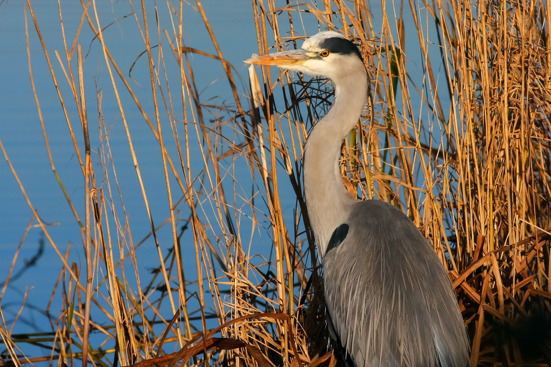 Grey Heron (Ardea cinerea) Watching and Waiting
