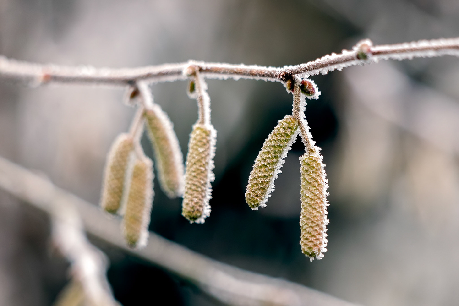 Catkins on a Hazel (Corylus avellana) tree covered with hoar frost on a winters day