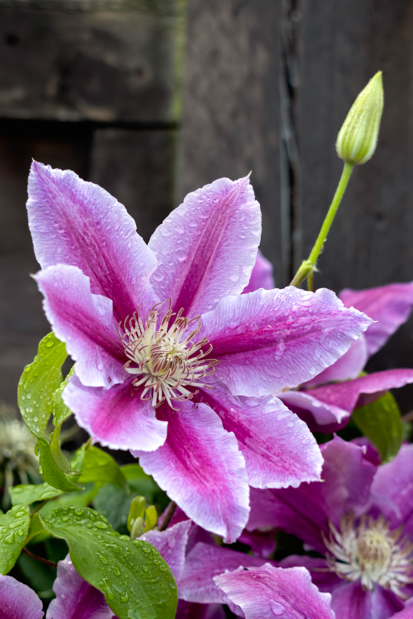 Raindrops on a Pink Clematis blooming in an english garden