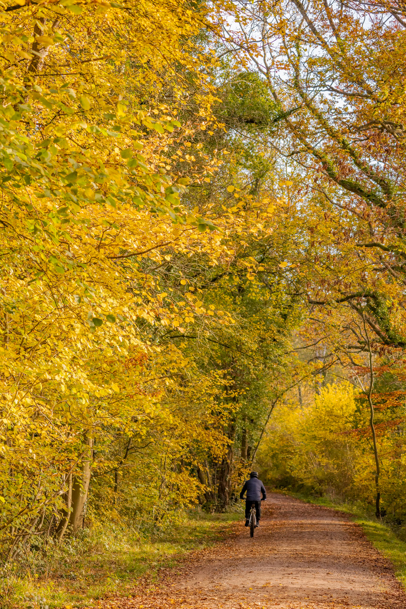 EAST GRINSTEAD, WEST SUSSEX, UK - NOVEMBER 16 : Cycling in the early morning autumn sunshine along the Worth Way near East Grinstead, West Sussex, UK on November 16, 2021. One unidentified person