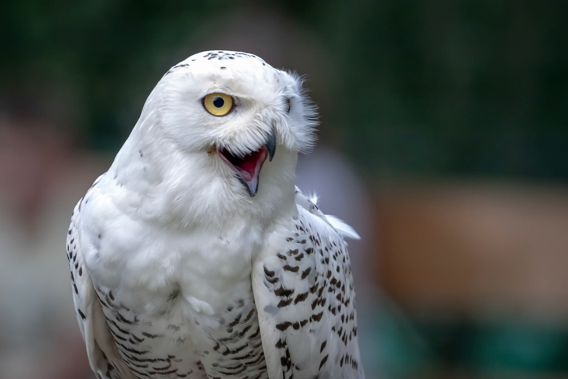 Snowy Owl (Bubo scandiacus)