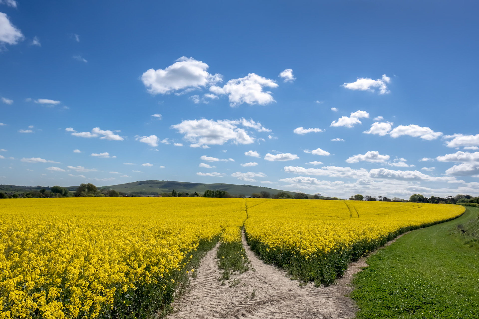 Rapeseed in the Rolling Sussex Countryside