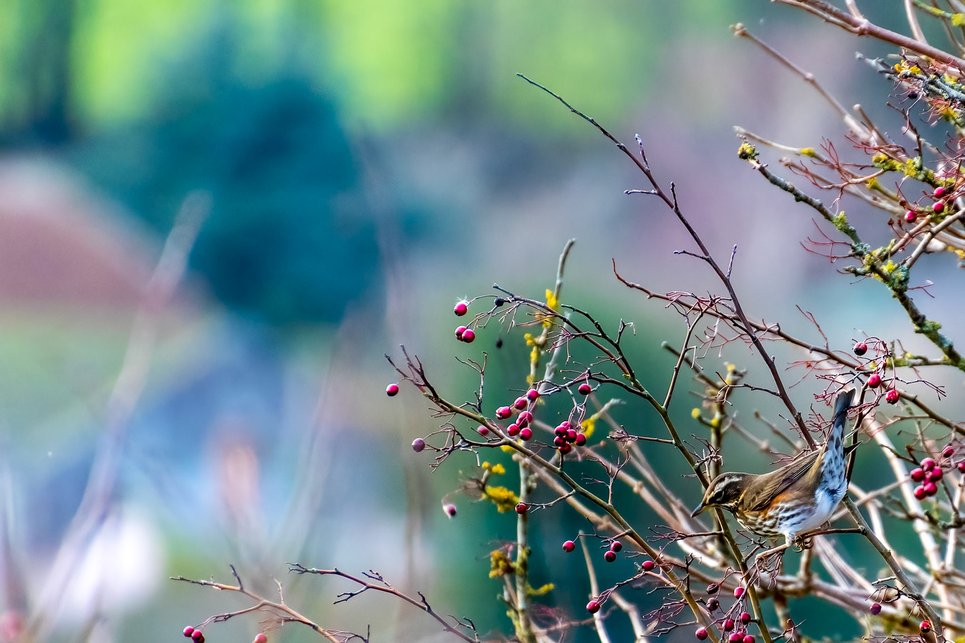 Redwing (Turdus iliacus) on a tree with plenty of red berries