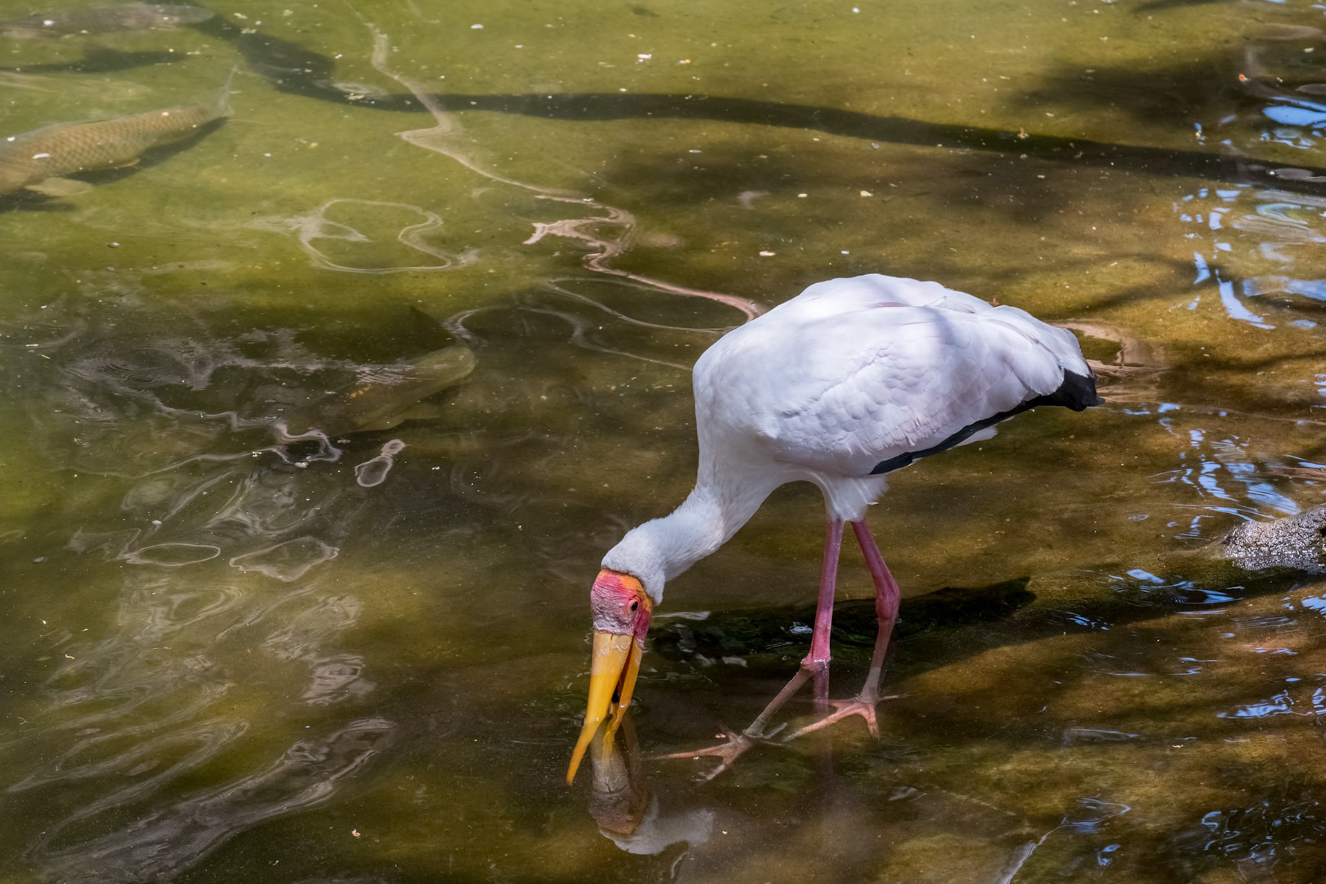 FUENGIROLA, ANDALUCIA/SPAIN - JULY 4 : Yellow-Billed Stork (Mycteria ibis) at the Bioparc in Fuengirola Costa del Sol Spain on July 4, 2017