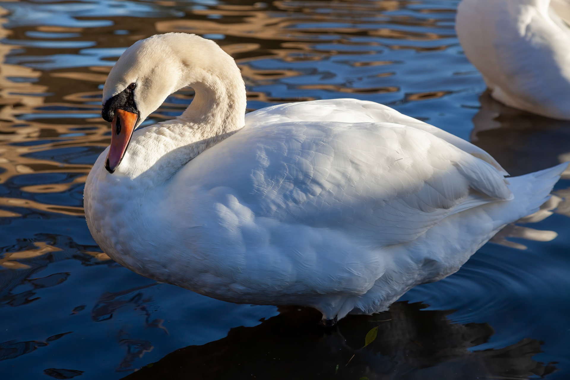 Adult Mute Swan on the River Great Ouse