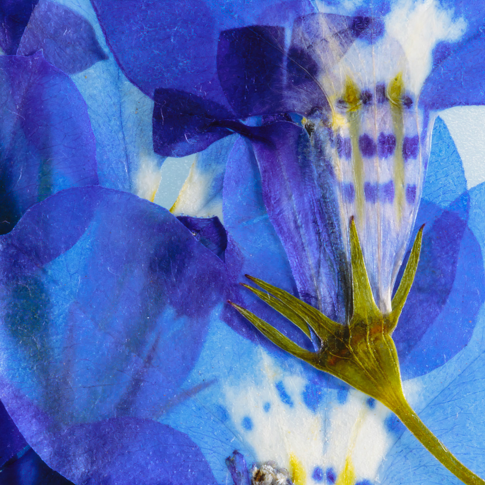 Pressed Flowers Abstract