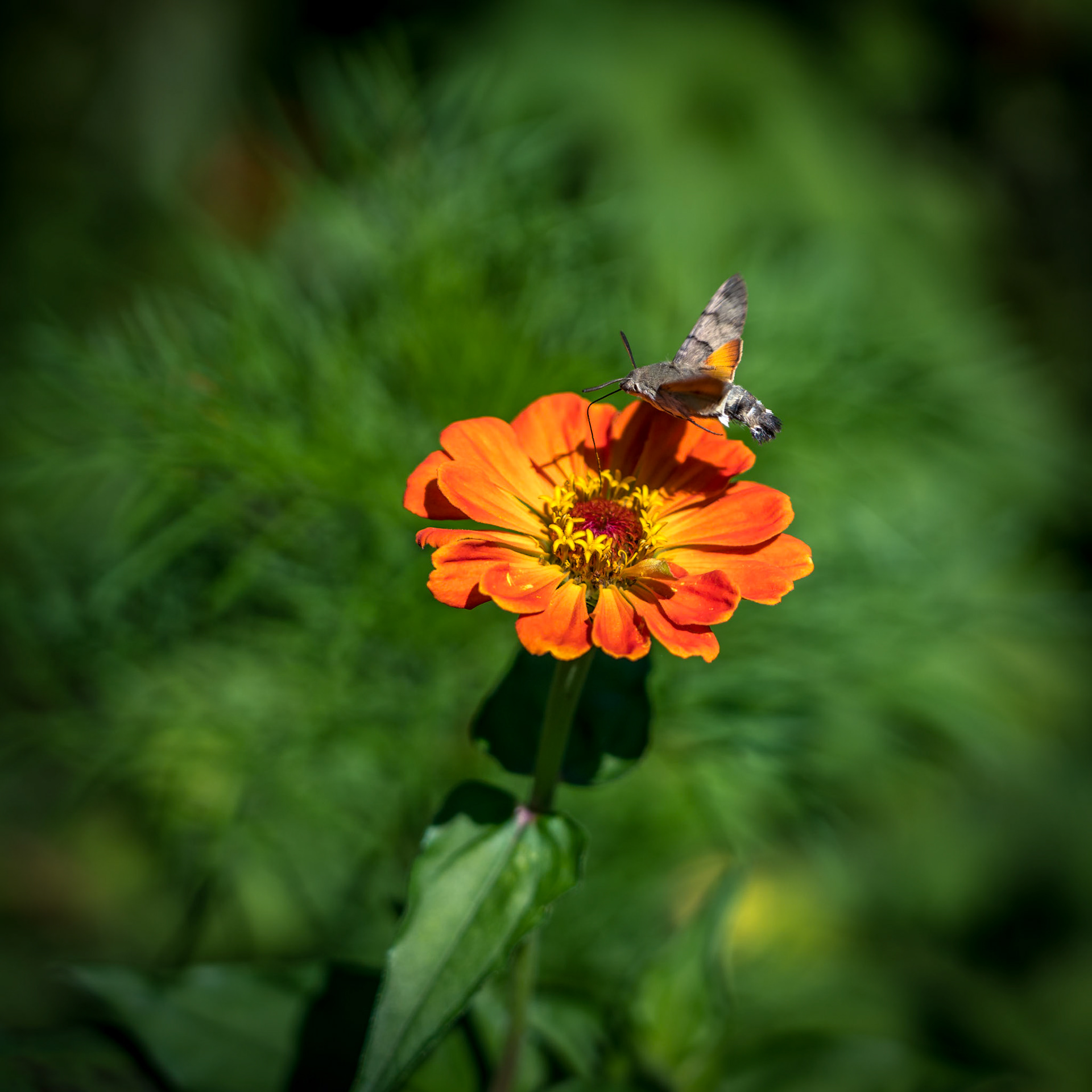 Hummingbird hawk-moth (Macroglossum stellatarum) in Romania
