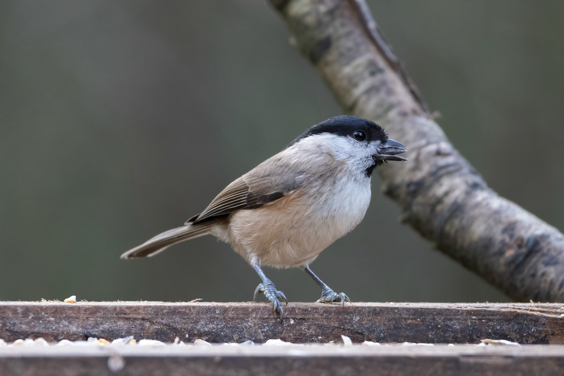 Blackcap (Sylvia atricapilla) foraging for food on a wooden seed tray