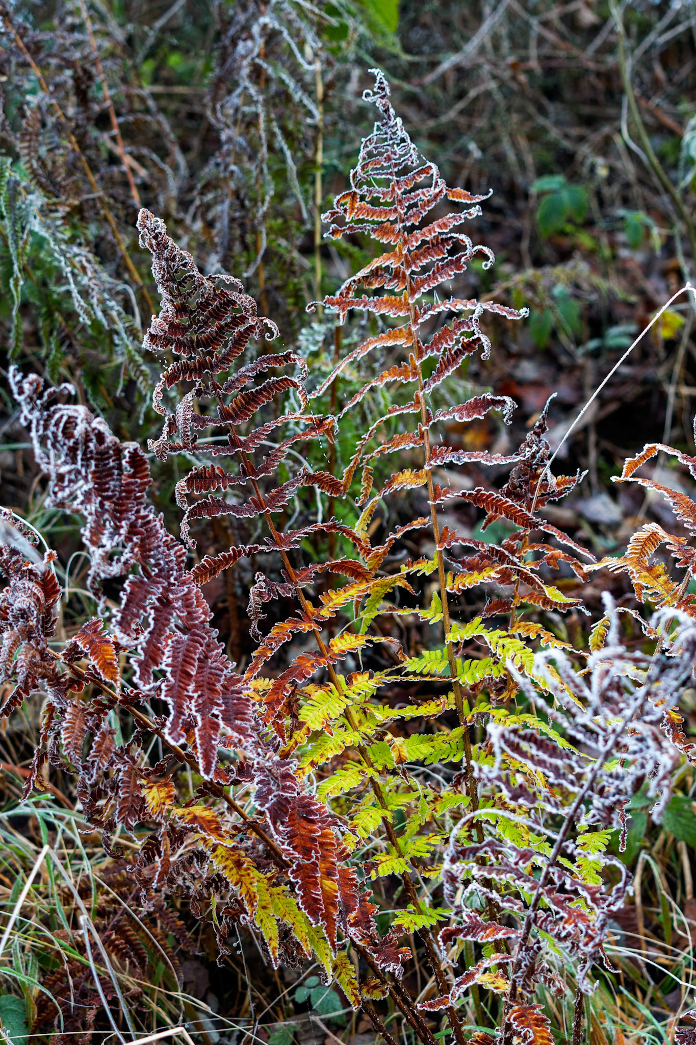 Colourful decaying fern covered with hoar frost on a winters day