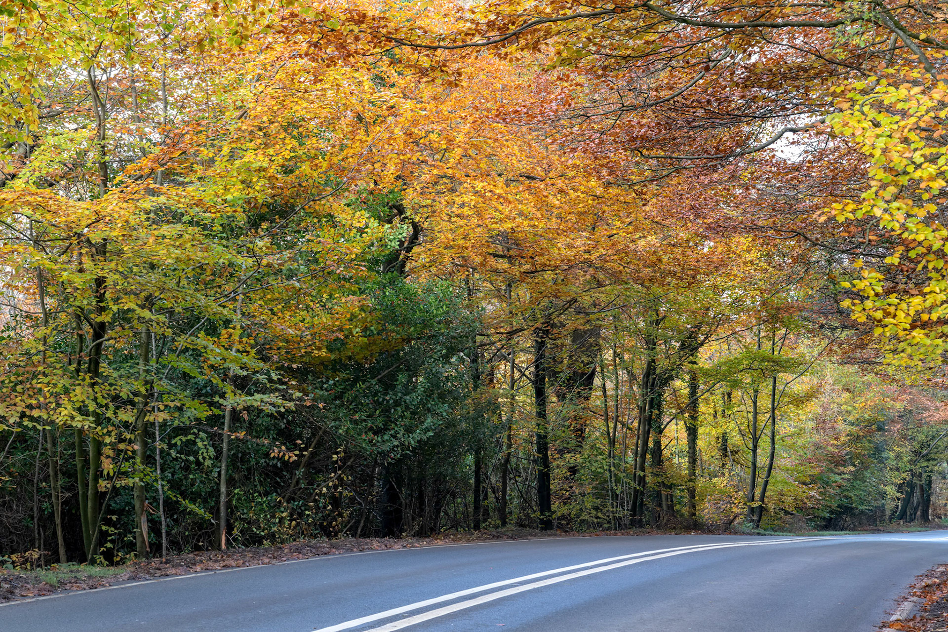 Autumnal view of the Ashdown Forest  in East Sussex