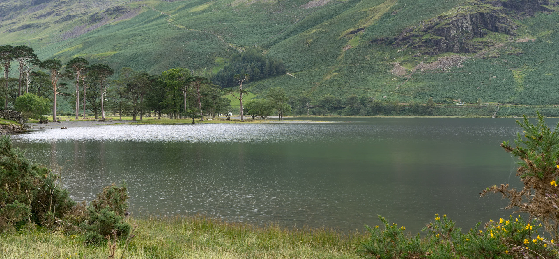 View of the pine trees at Buttermere