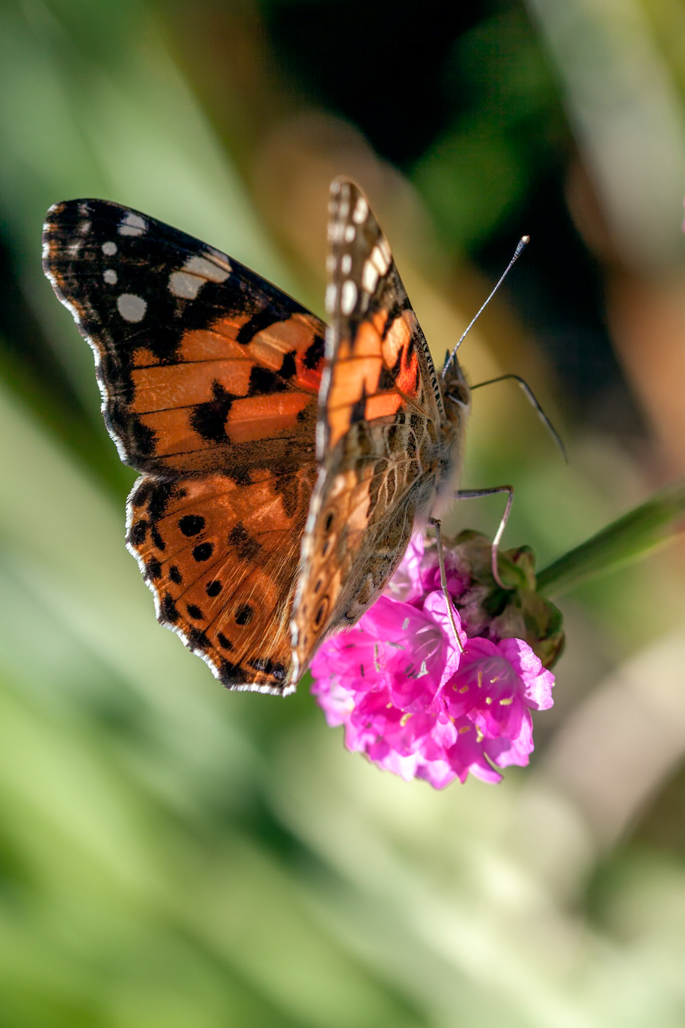 Close-up of a Painted Lady (Vanessa cardui) butterfly feeding on a Sea Pink flower