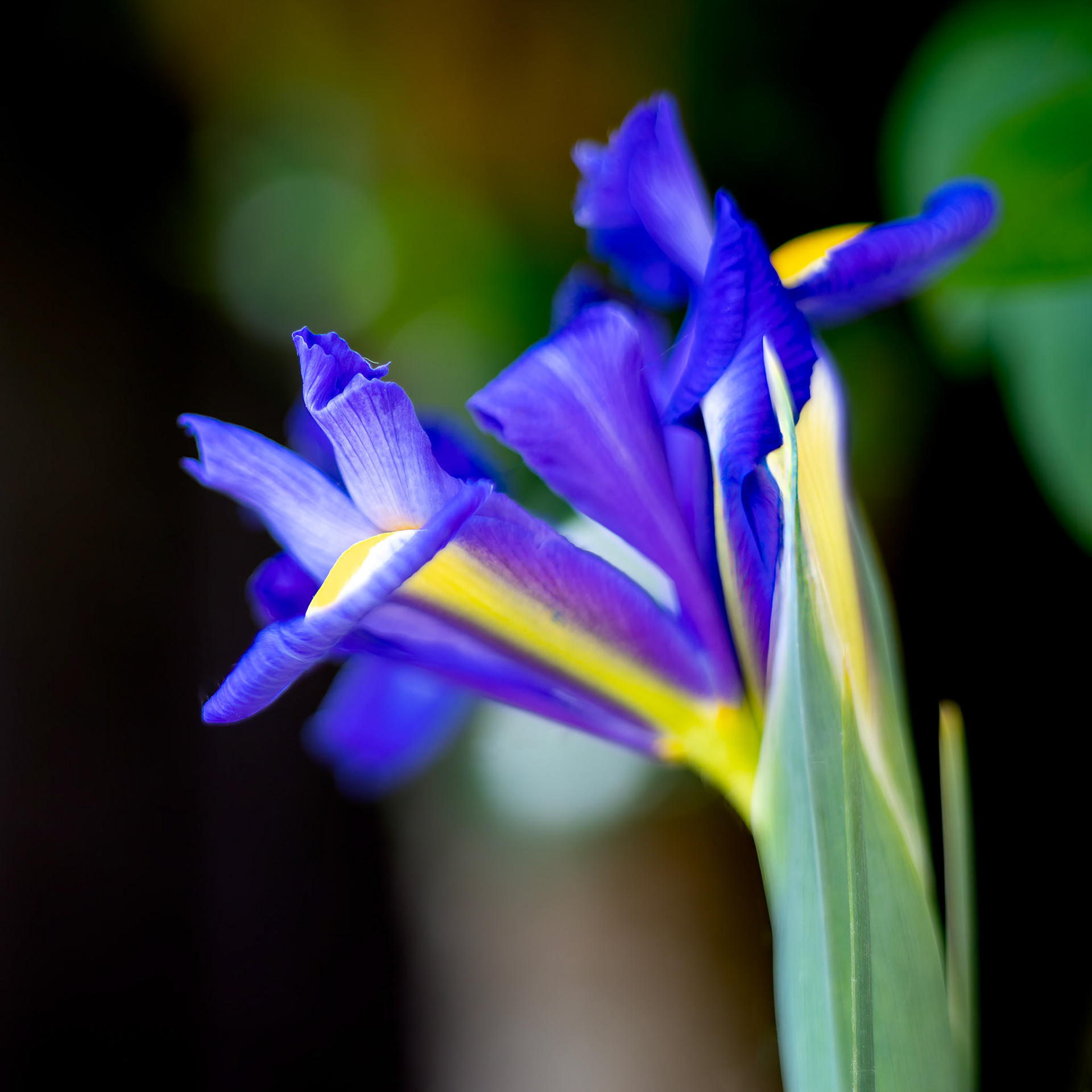 Iris flower blooming in springtime in an English garden