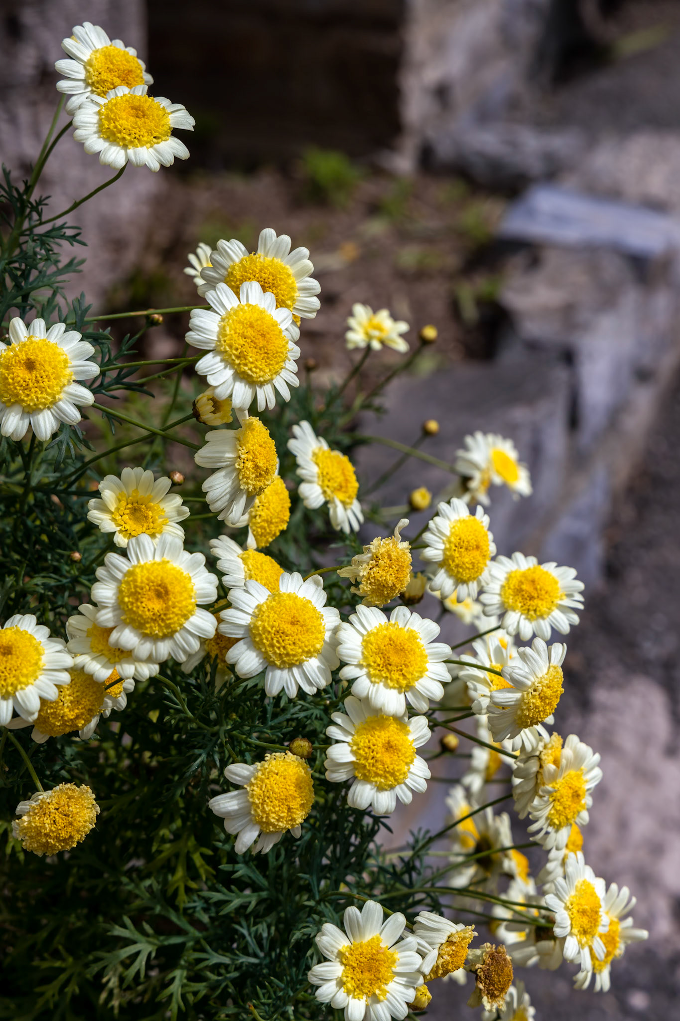 White and yellow chrysanthemums blooming in Riomaggiore Liguria Italy