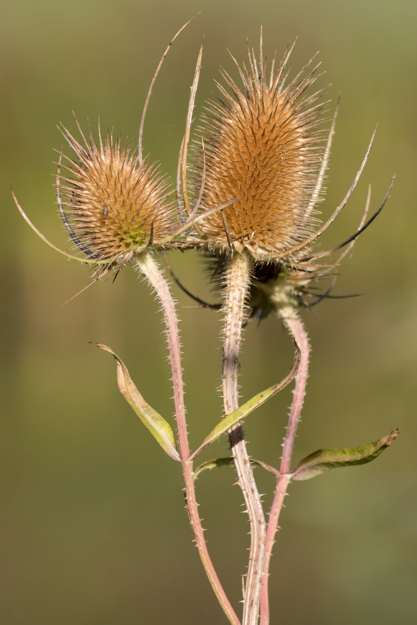 Teasels (Dipsacus) flowering in the Sussex countryside