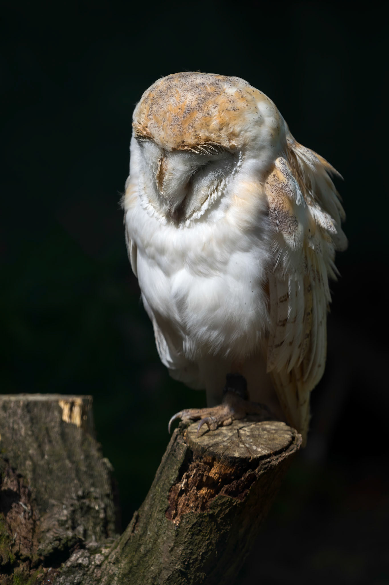 Barn Owl (Tyto alba)