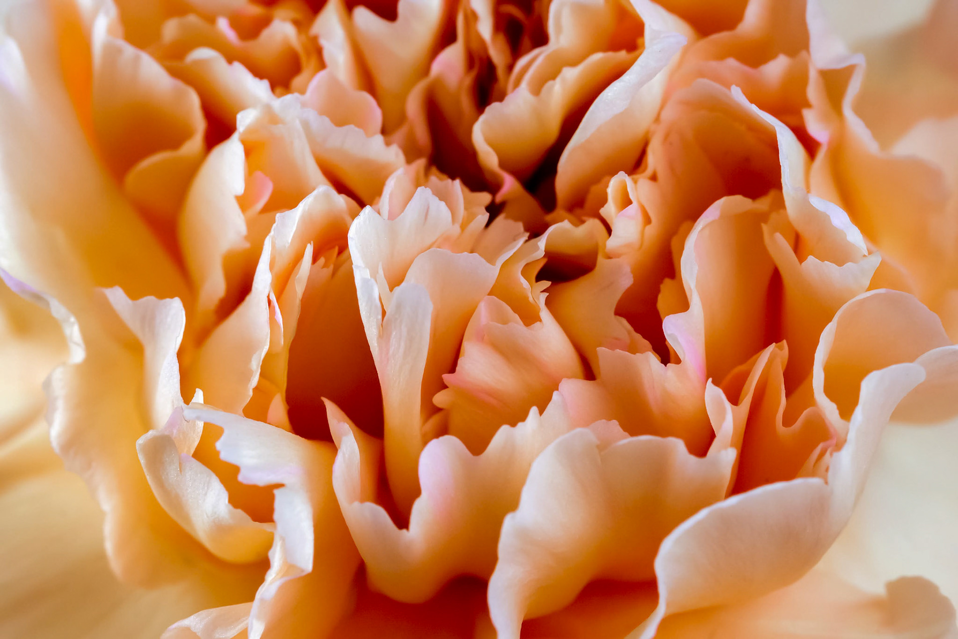 Orange Crinkly Carnation