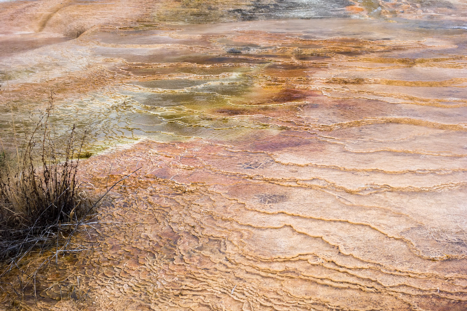 Mammoth Hot Springs