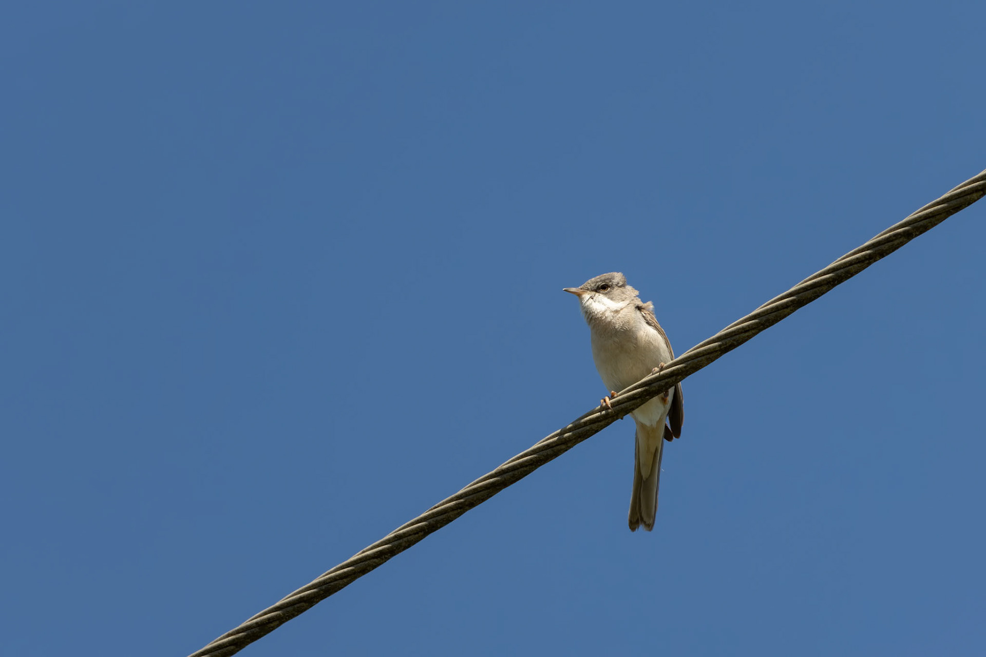 Common Whitethroat (Sylvia communis) perched on a telephone wire