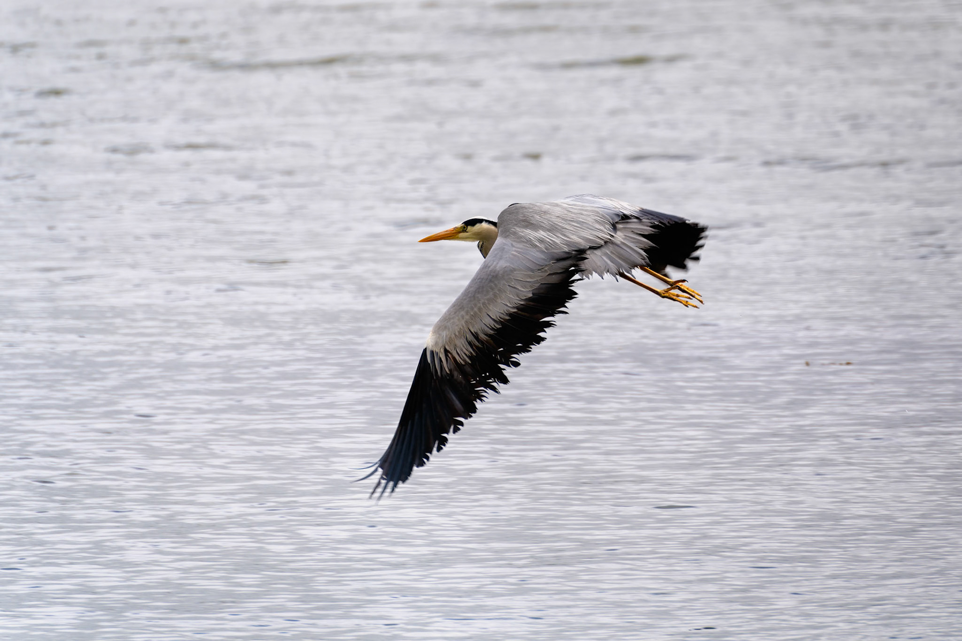 Grey Heron (Ardea cinerea) flying over  shallow water at Restronguet Creek in Cornwall