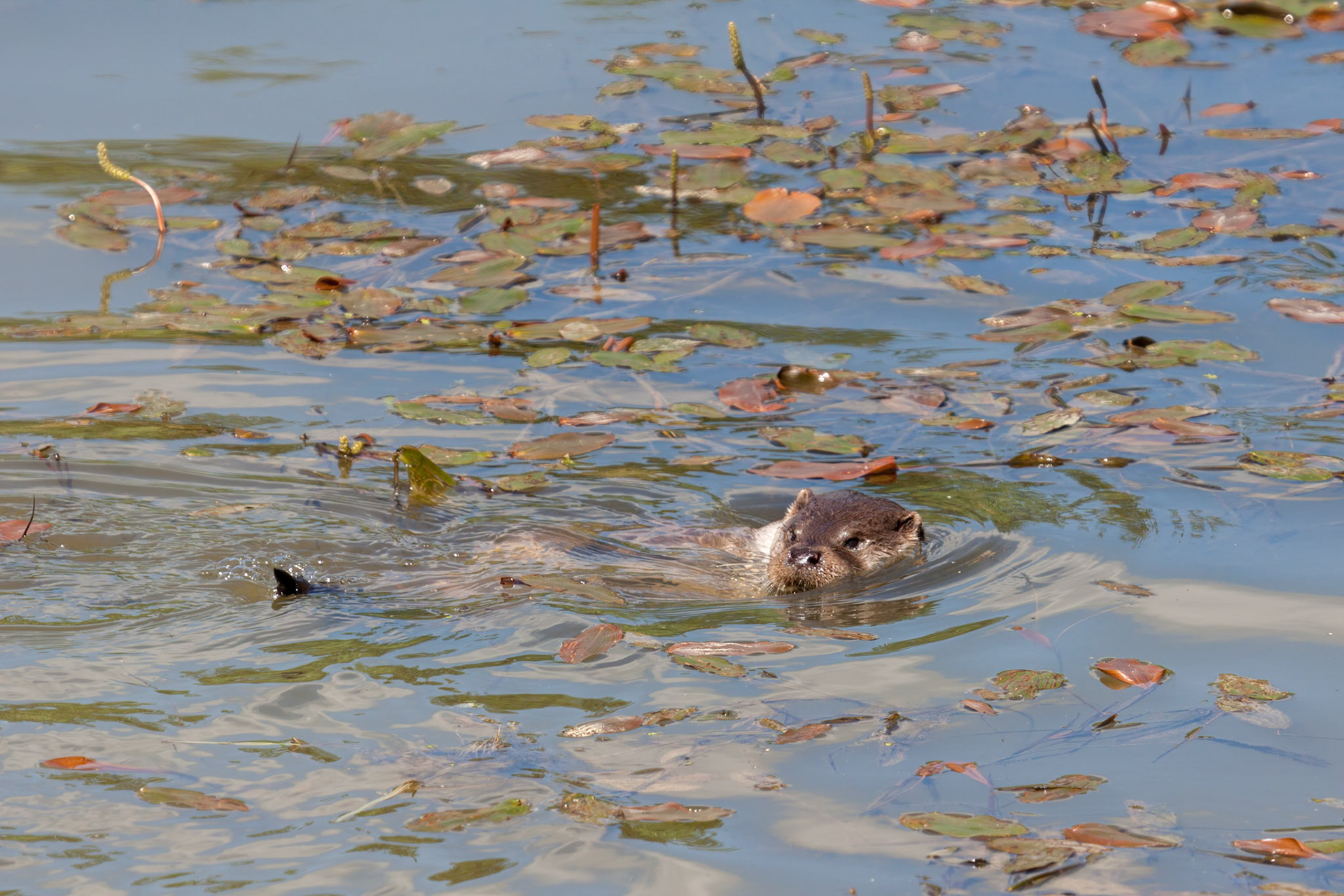 Eurasian Otter (Lutra lutra) in natural habitat