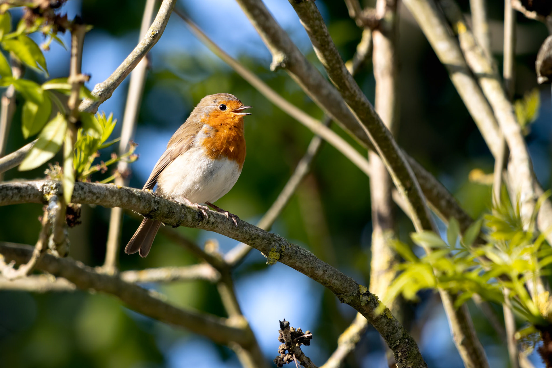 Robin singing in a tree on a sunny spring morning