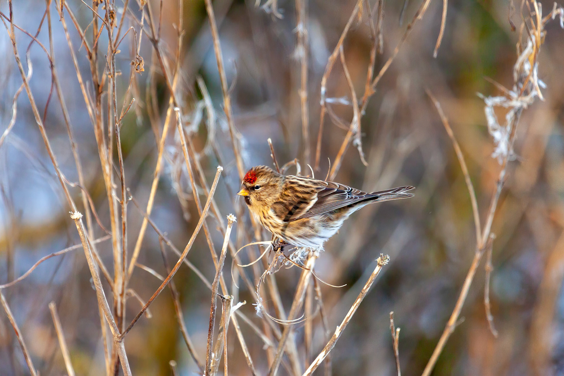 Common Redpoll (Carduelis flammea) Feeding on Plant Seeds