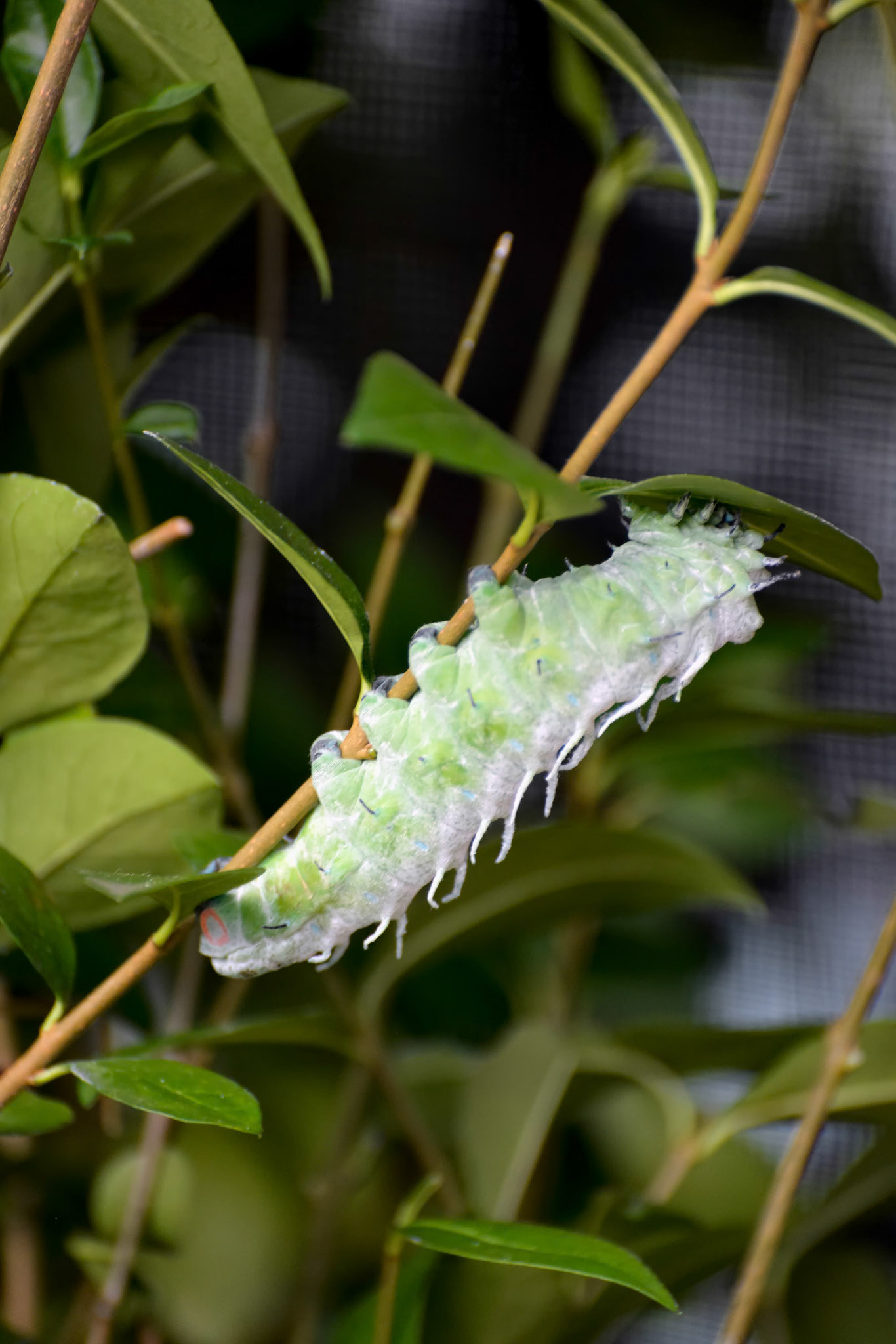 Atlas Moth (Attacus atlas) Caterpillar