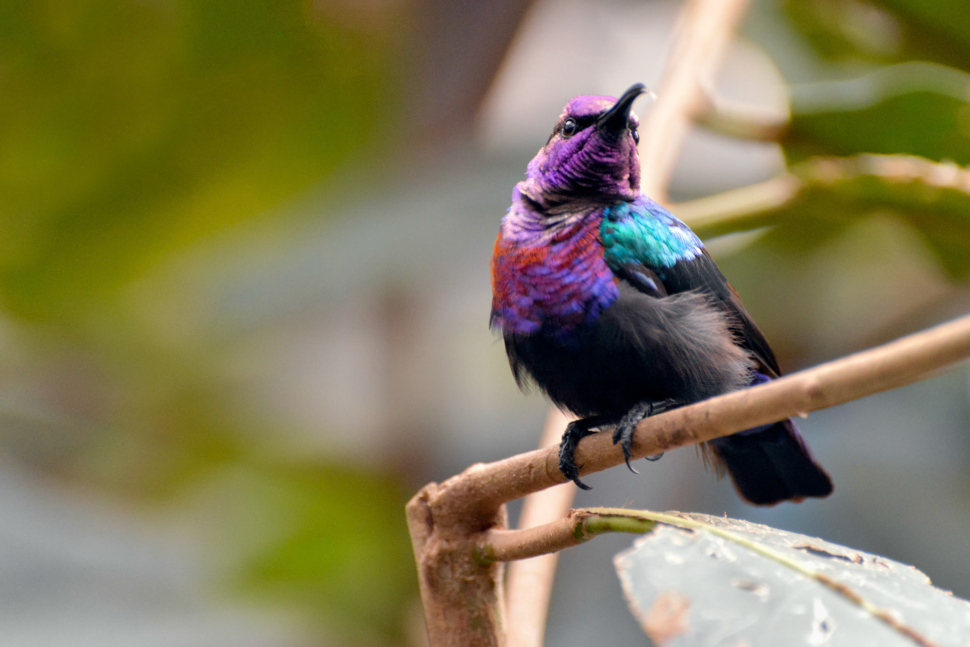 Splendid Sunbird (Cinnyris coccinigastrus)