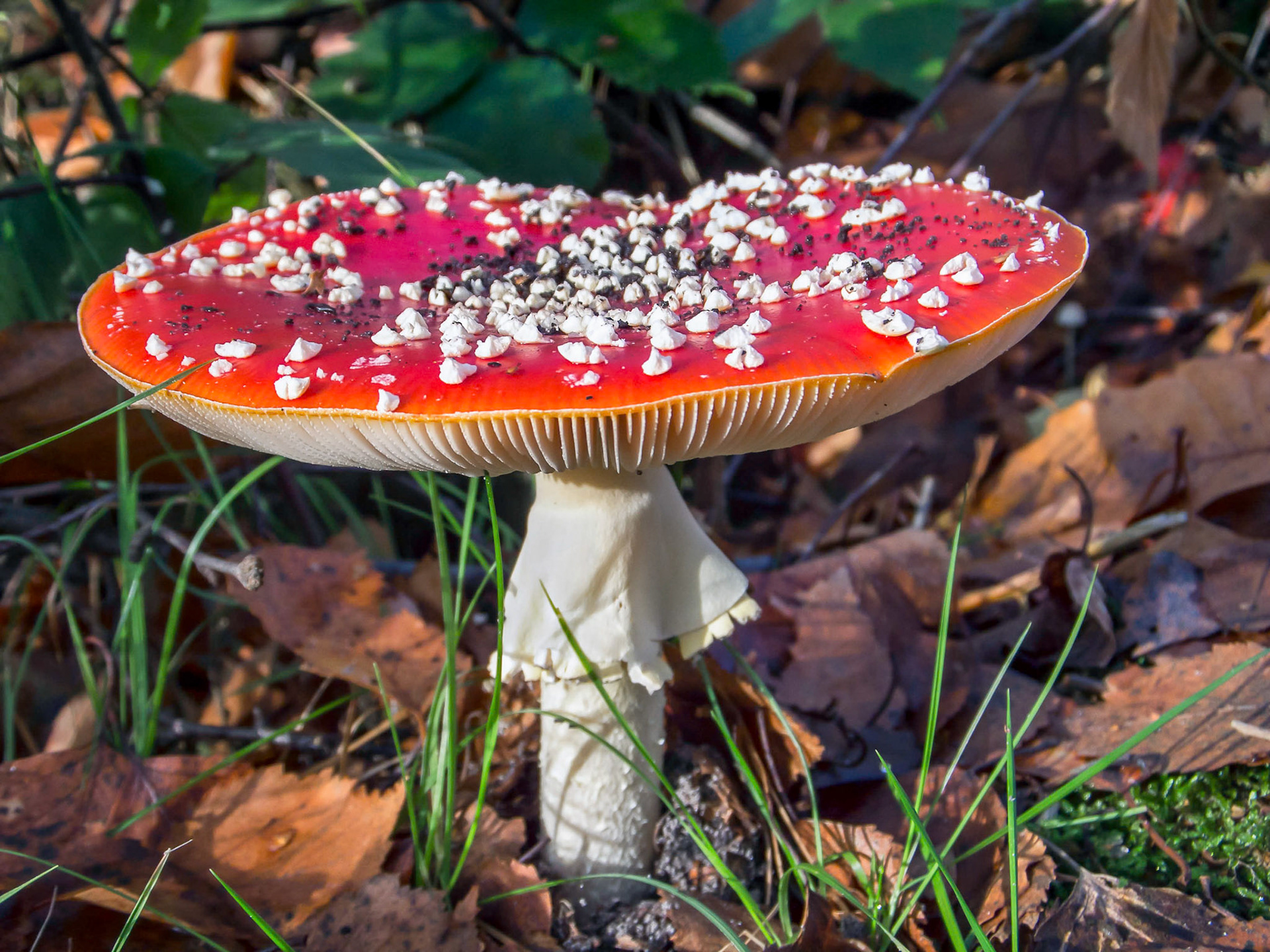 Fly Agaric Toadstool (Amanita muscaria)