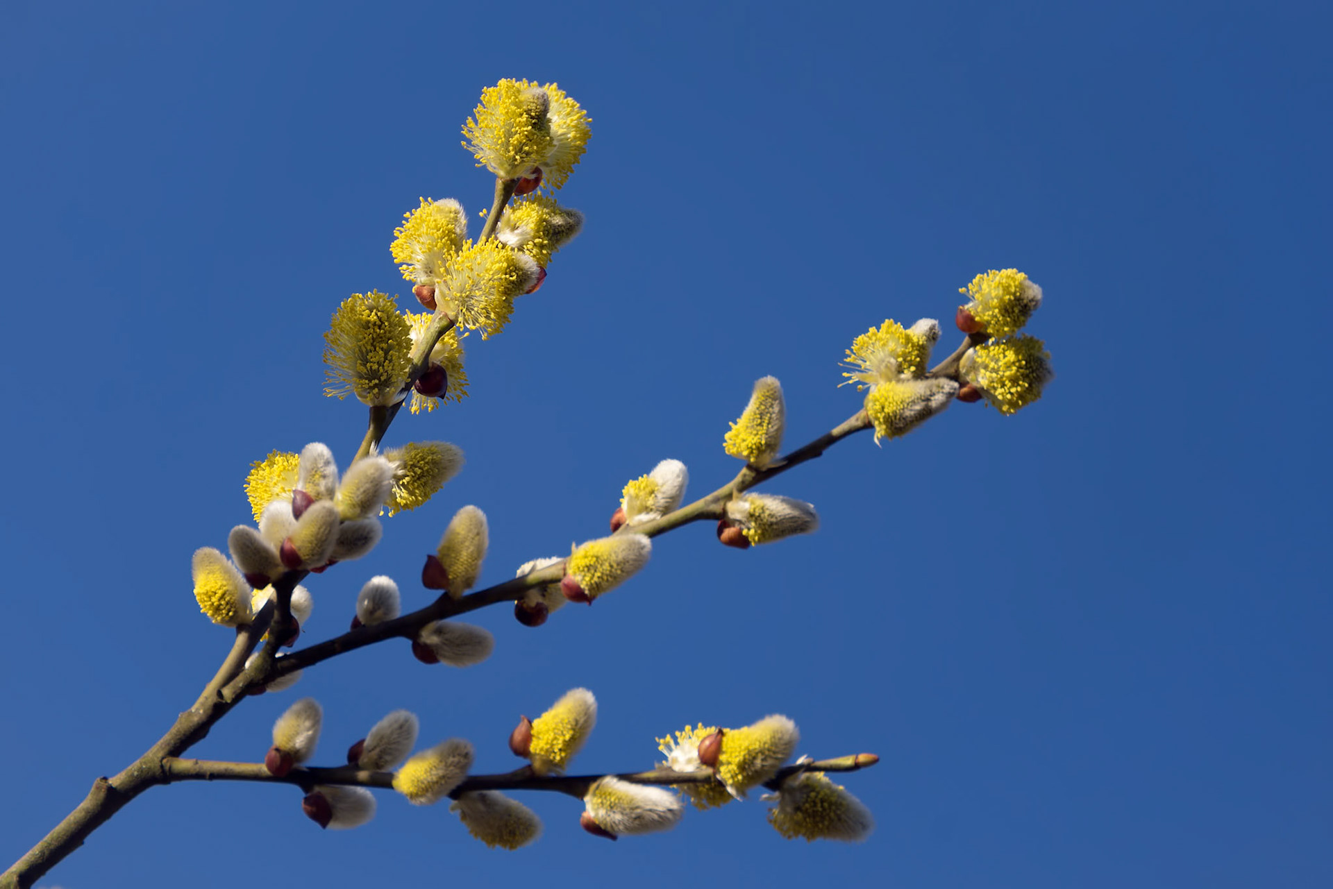 Common Sallow (Salix caprea) golden yellow catkins are the harbinger of spring