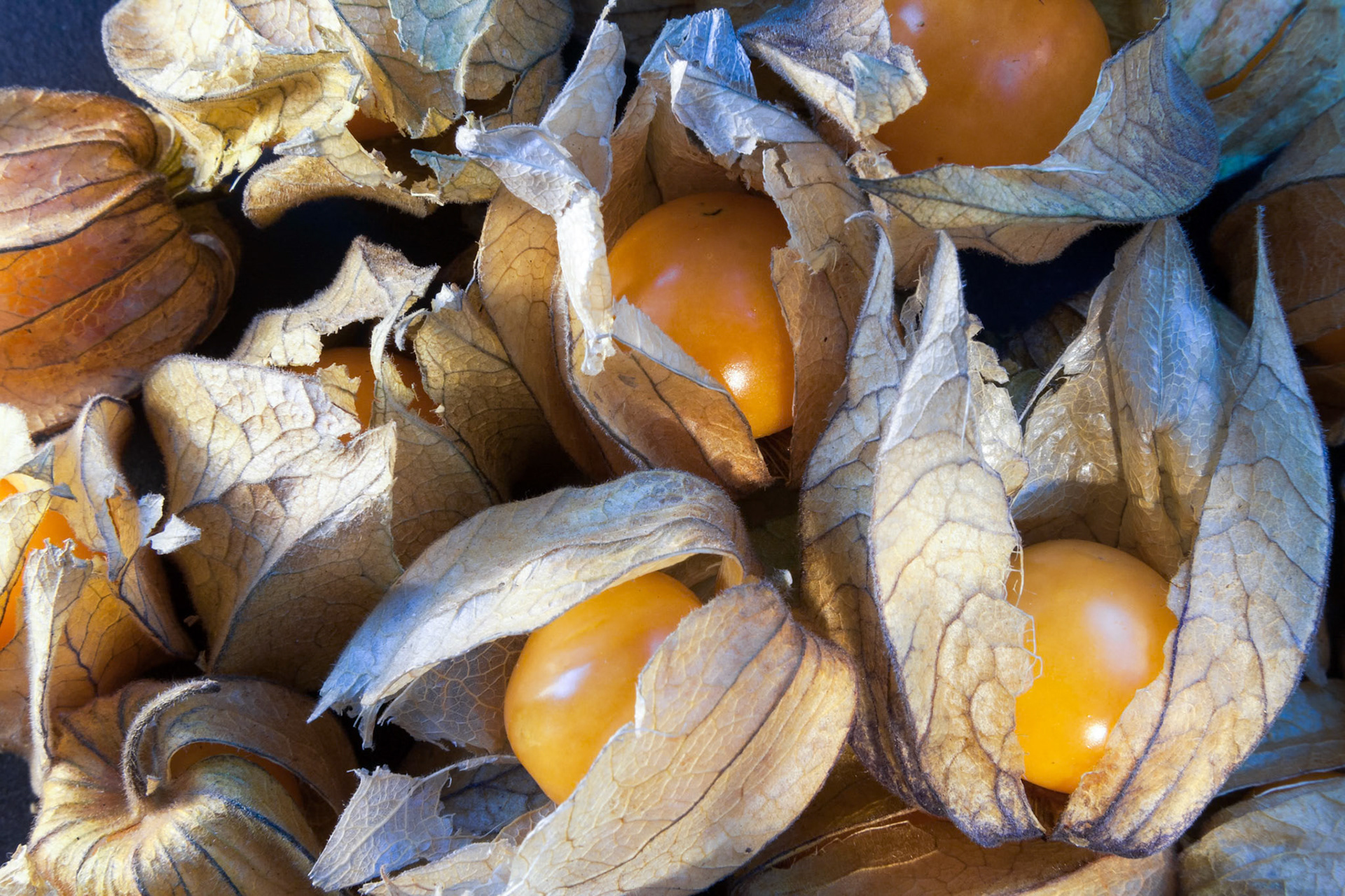 Cape Gooseberries or Ground Cherry (physalis peruviana)