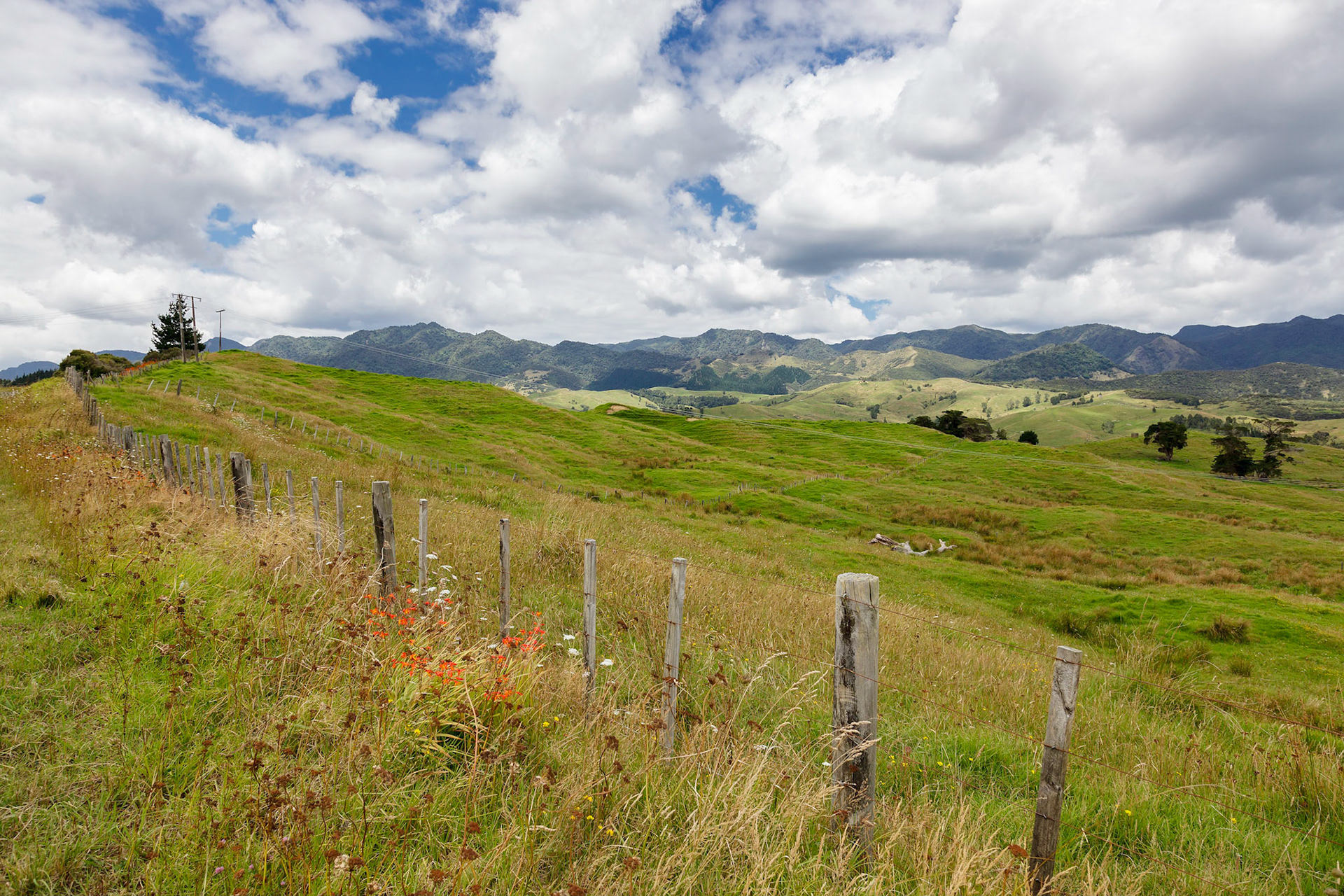 Verdant undulating countryside of the North Island in New Zealand
