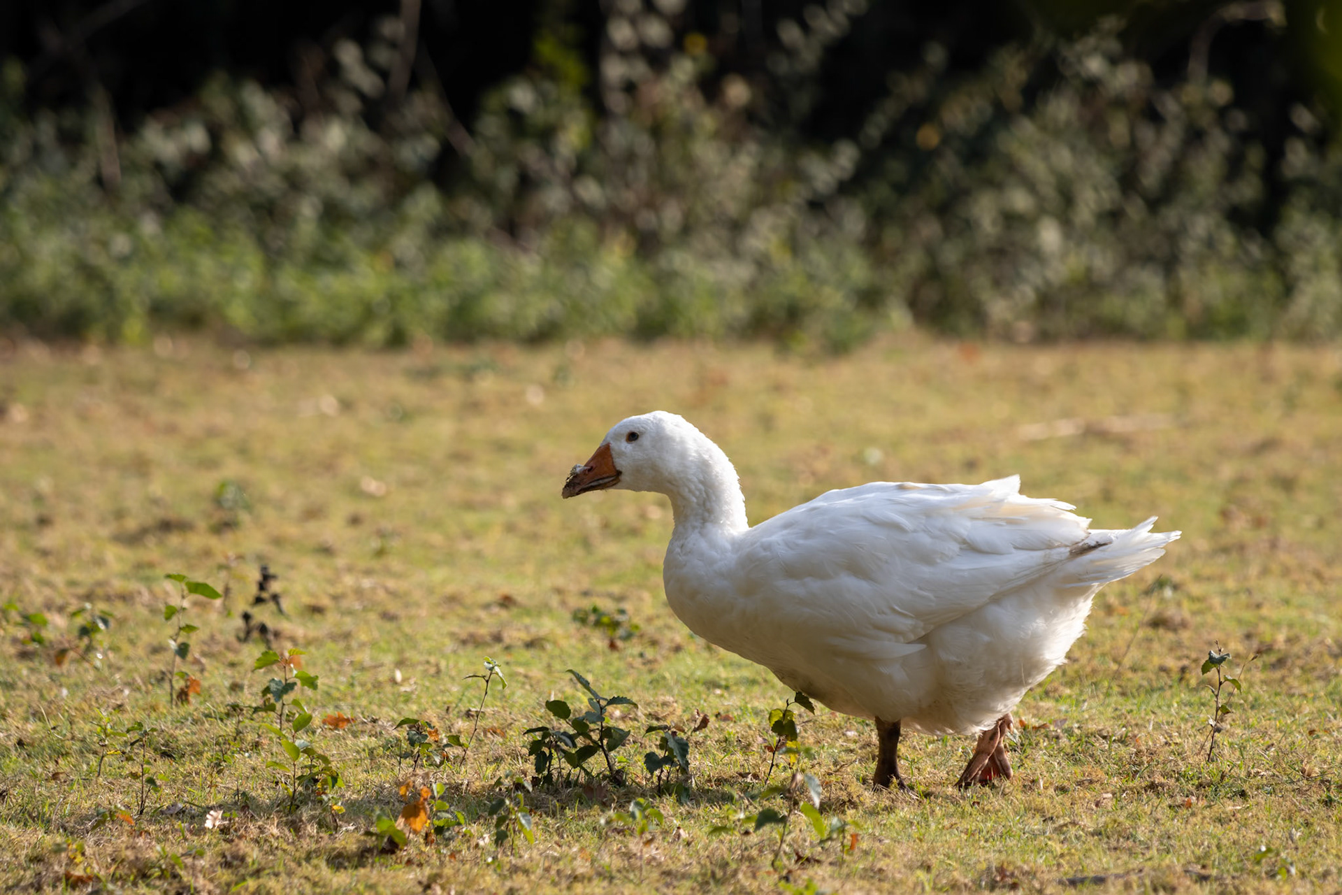 Domesticated white Goose wandering across the pasture