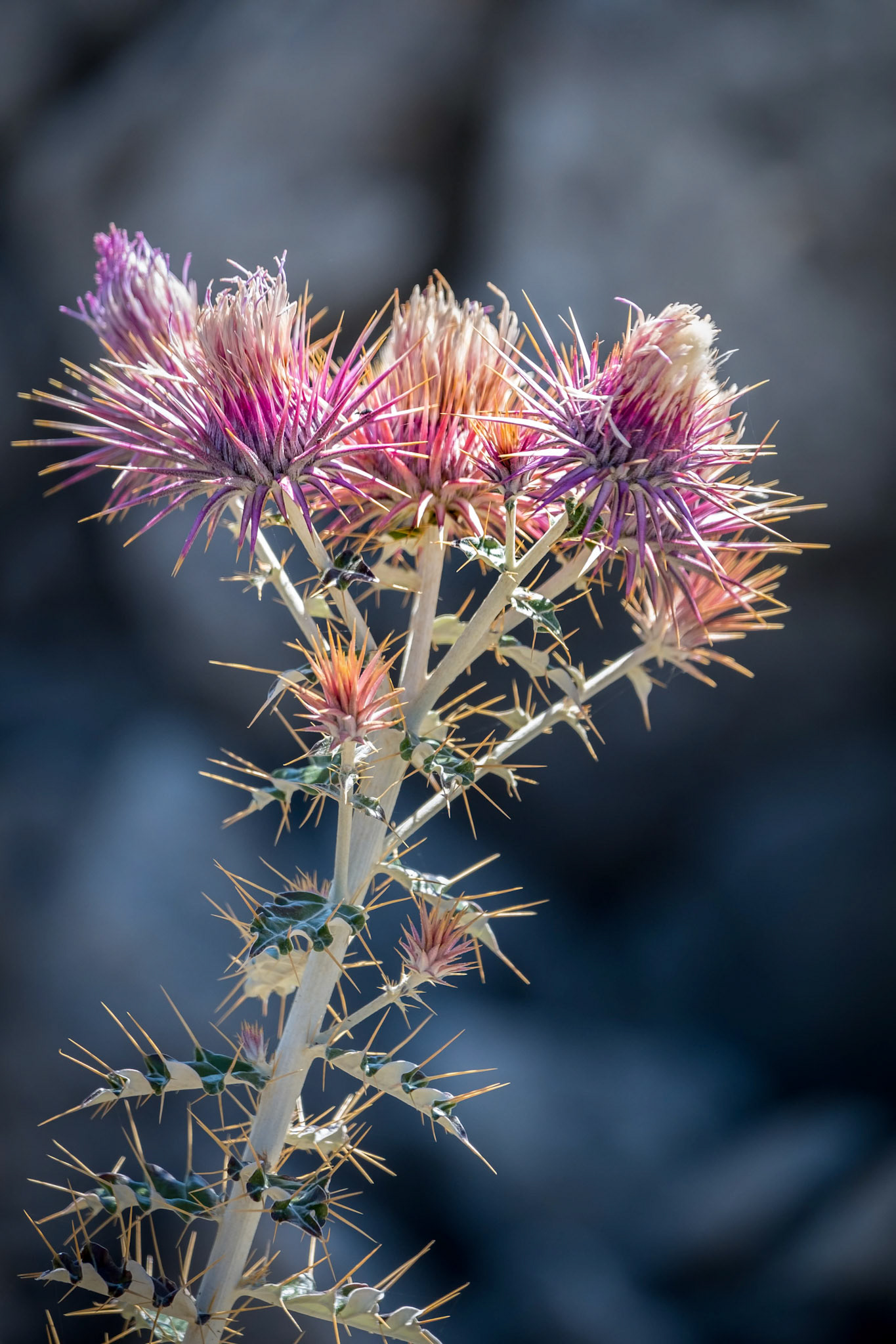 Seedhead of the Milk Thistle, (Silybum marianum)