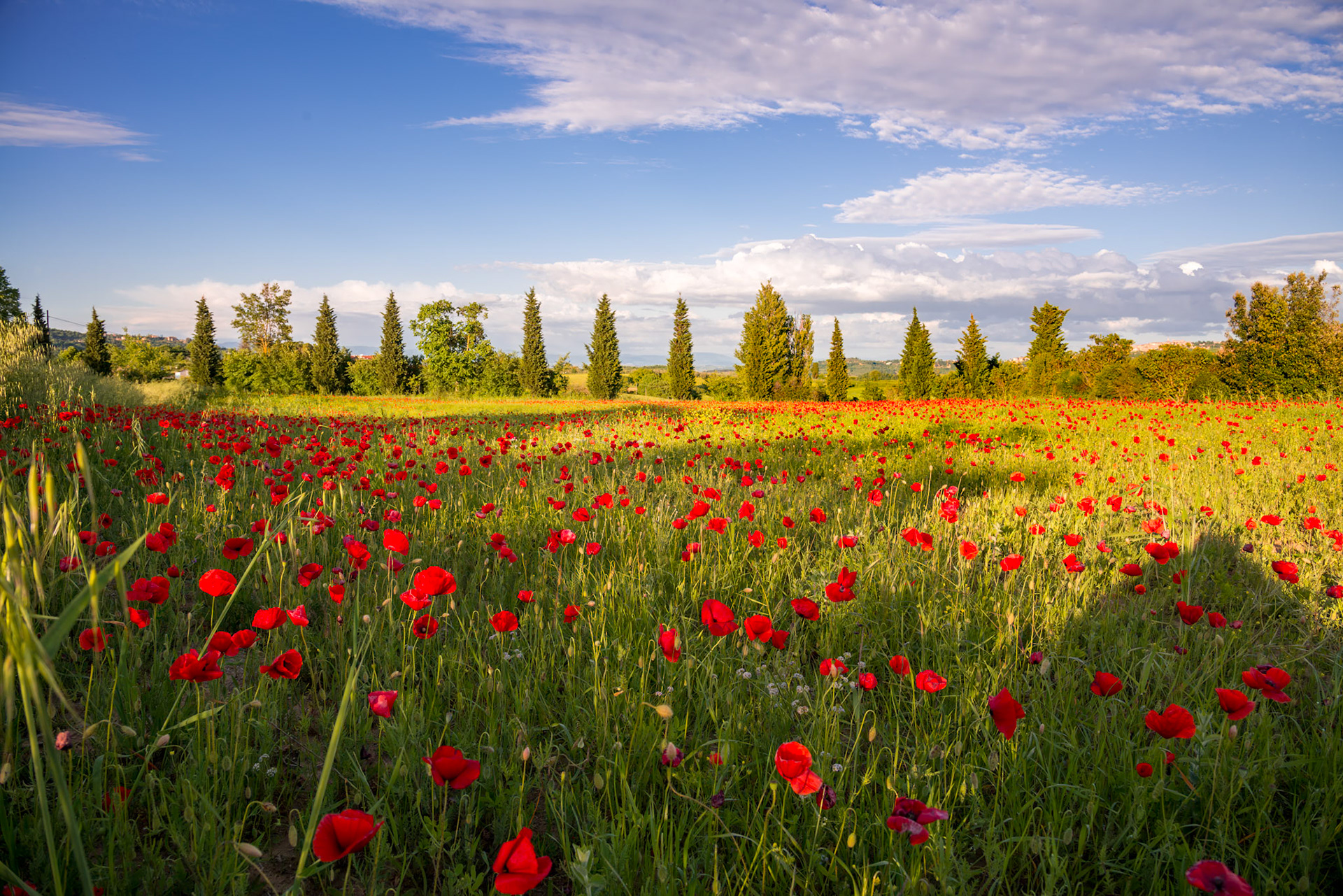 VAL D'ORCIA TUSCANY, ITALY - MAY 19 : Poppy field in Tuscany on May 19, 2013