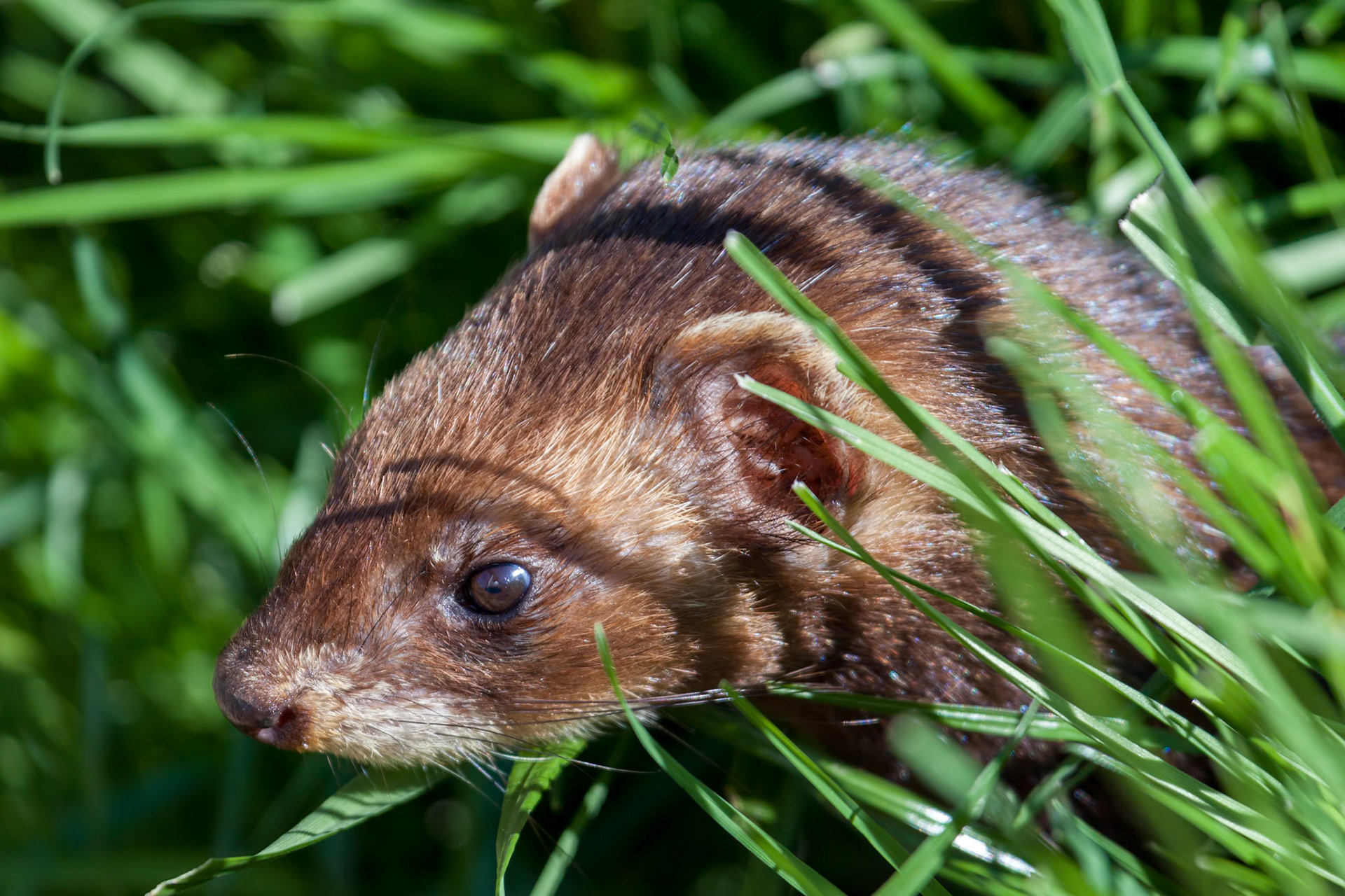 Close-up shot of an European Polecat (mustela putorius)
