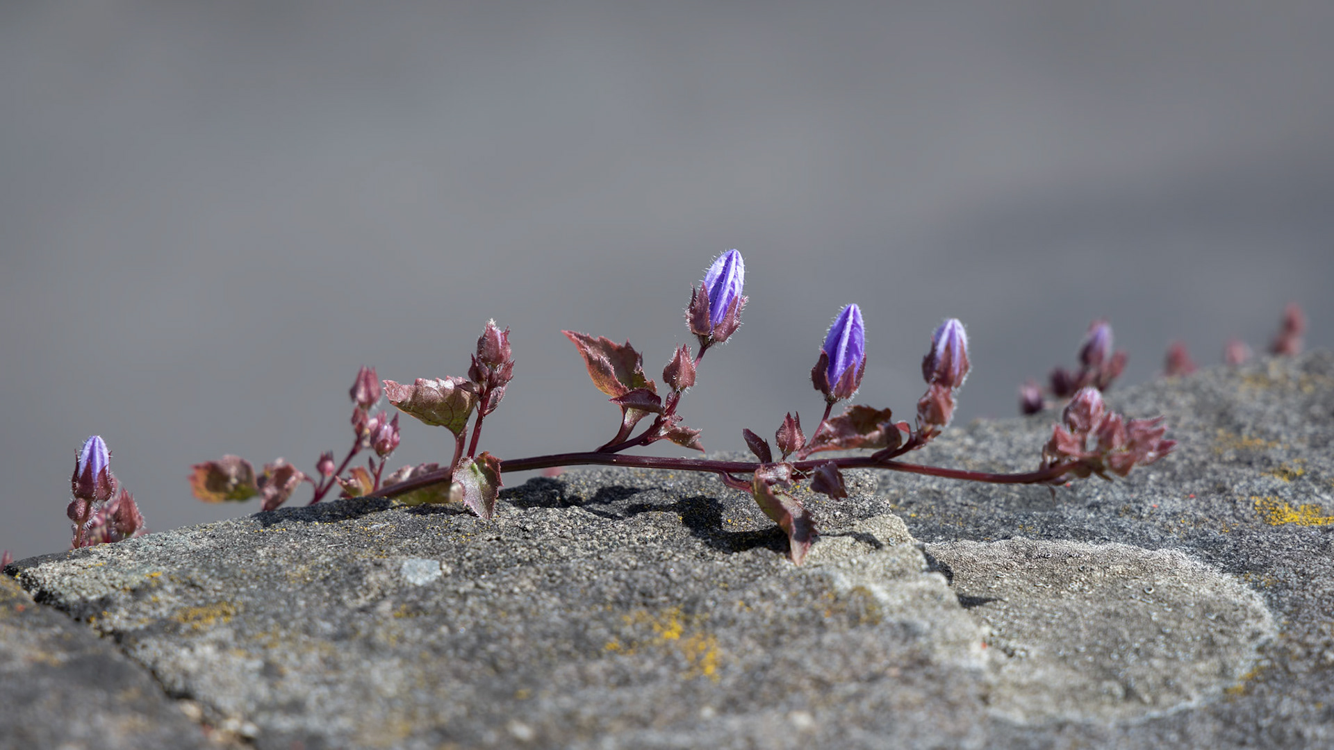Creeping Campanula growing on a wall in Bristol producing small blue flowers