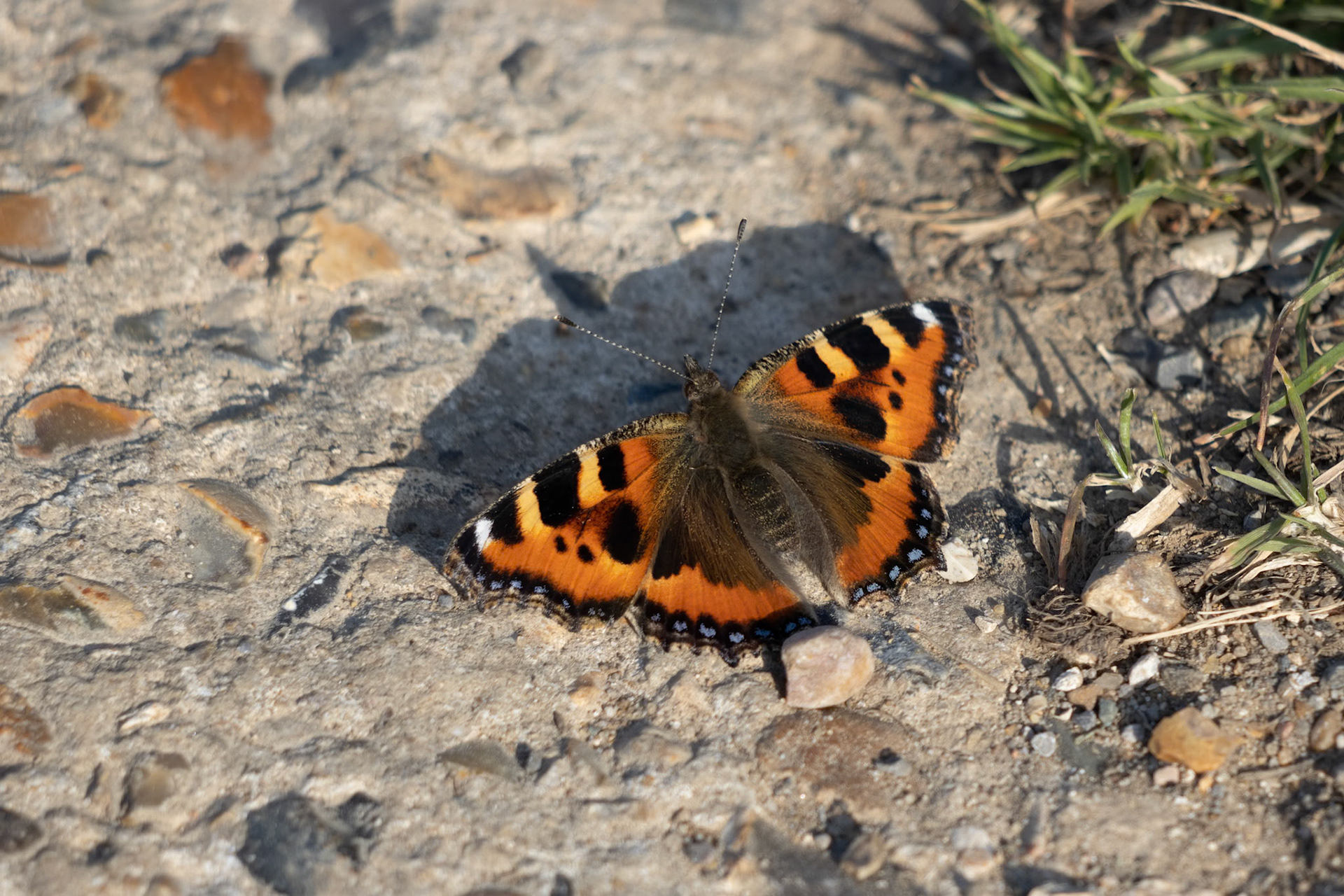 Small Tortoiseshell butterfly (Aglais urticae L.) resting on a concrete path in the spring sunshine
