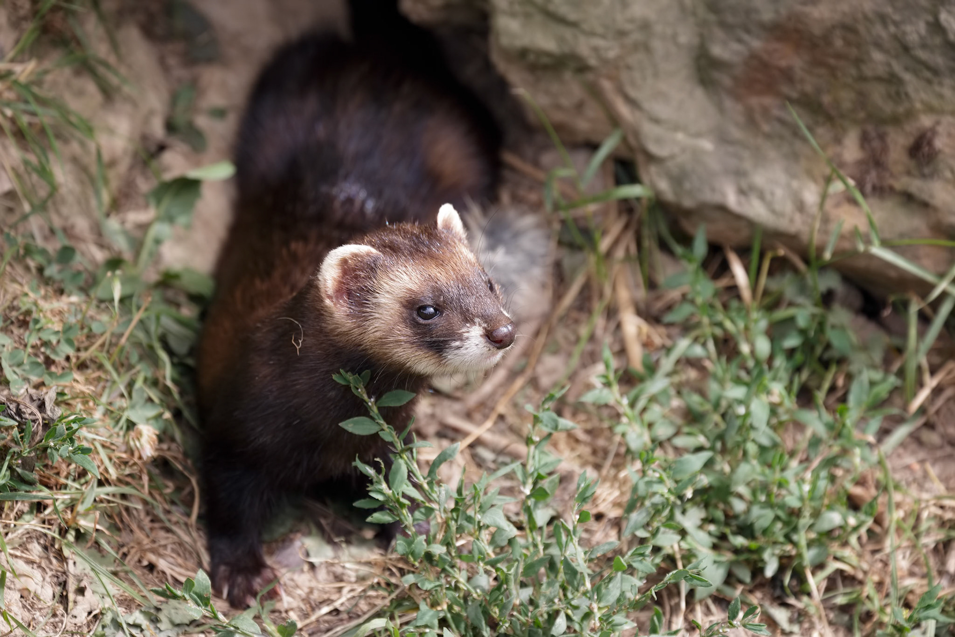 European Polecat (Mustela putorius)