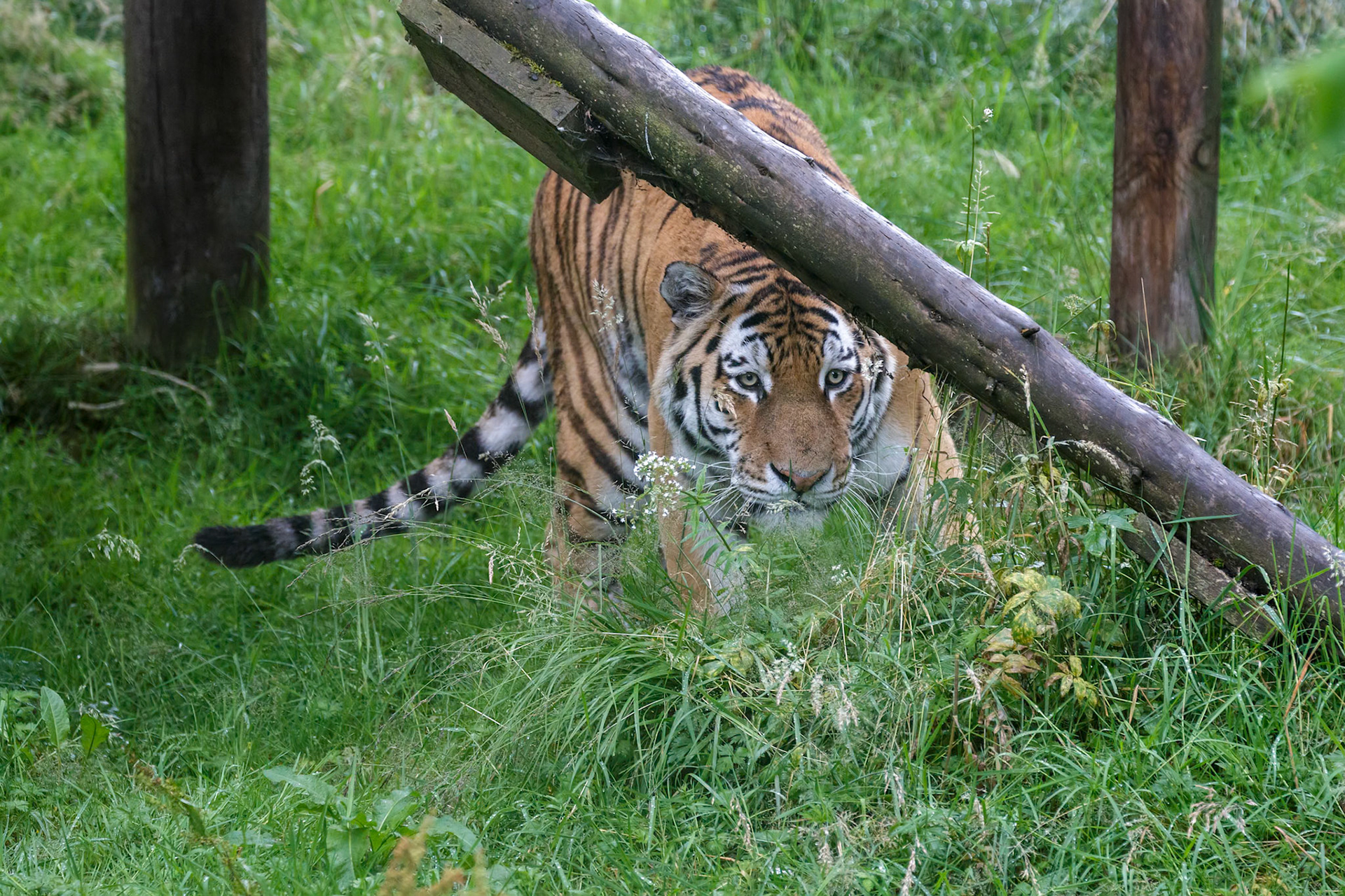 Siberian Tiger (Panthera tigris altaica) or Amur Tiger stalking something