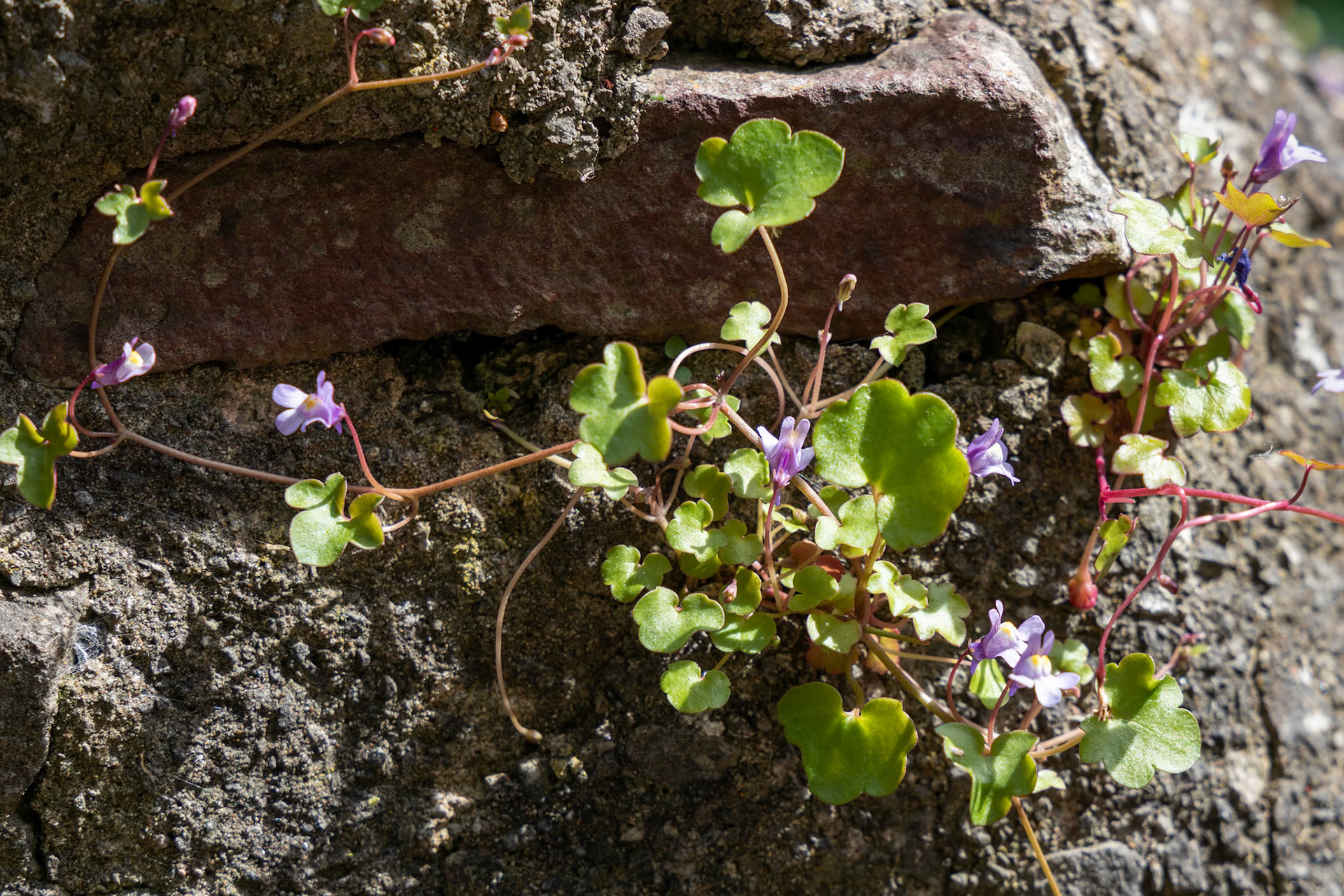 Ivy leaved Toadflax growing on a wall in Bristol