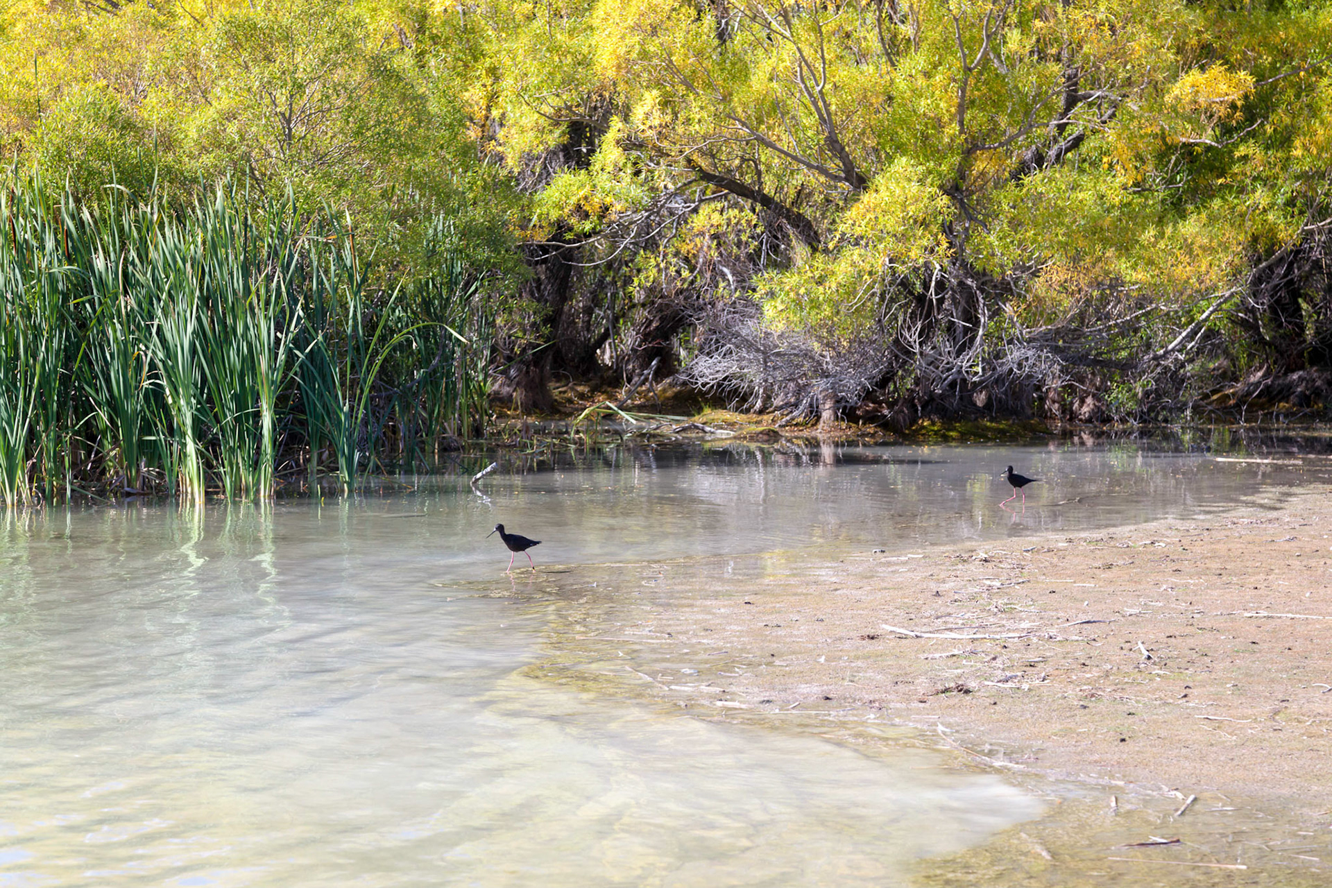 Black Stilt (Himantopus novaezelandiae)