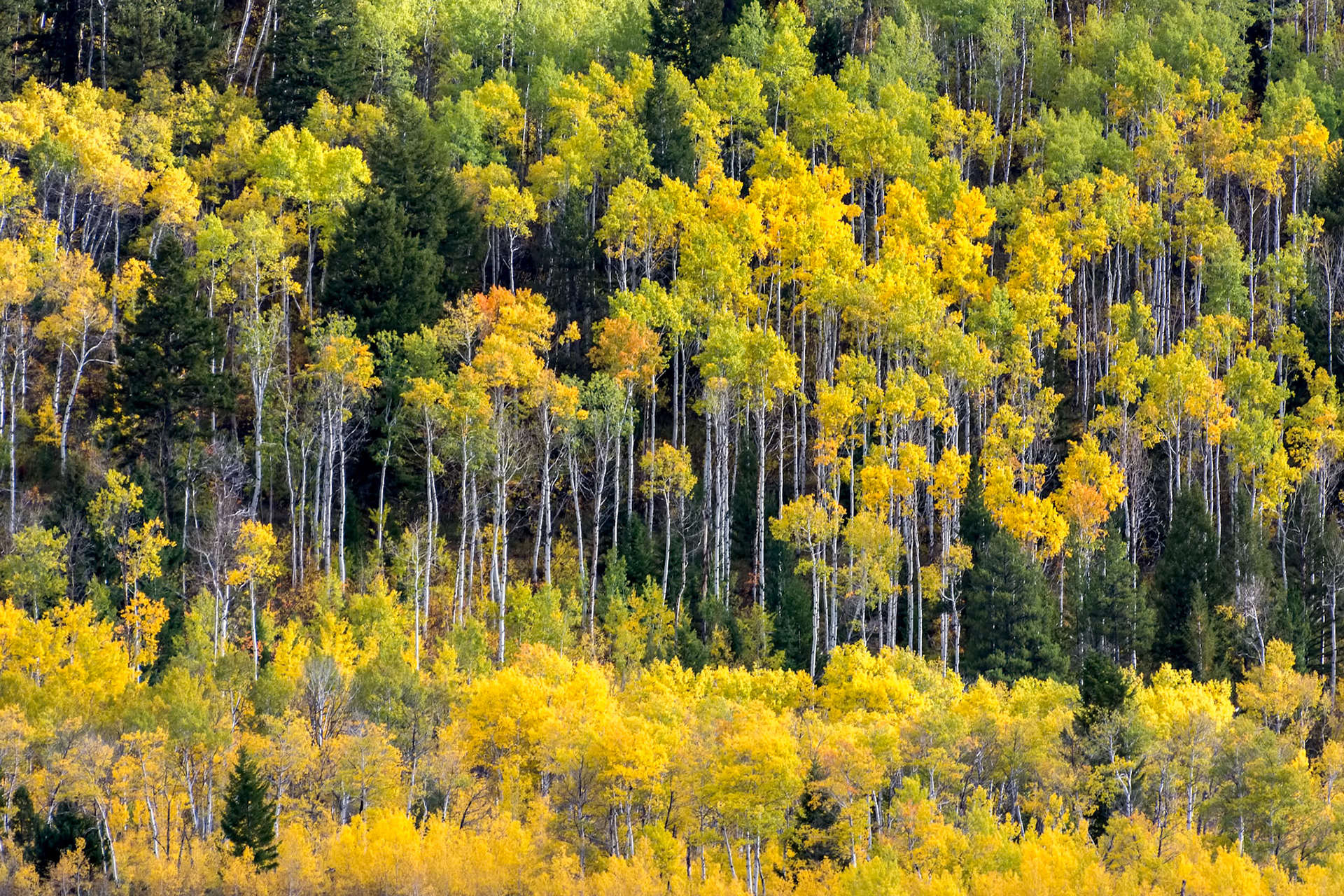 Autumn Colours in Wyoming