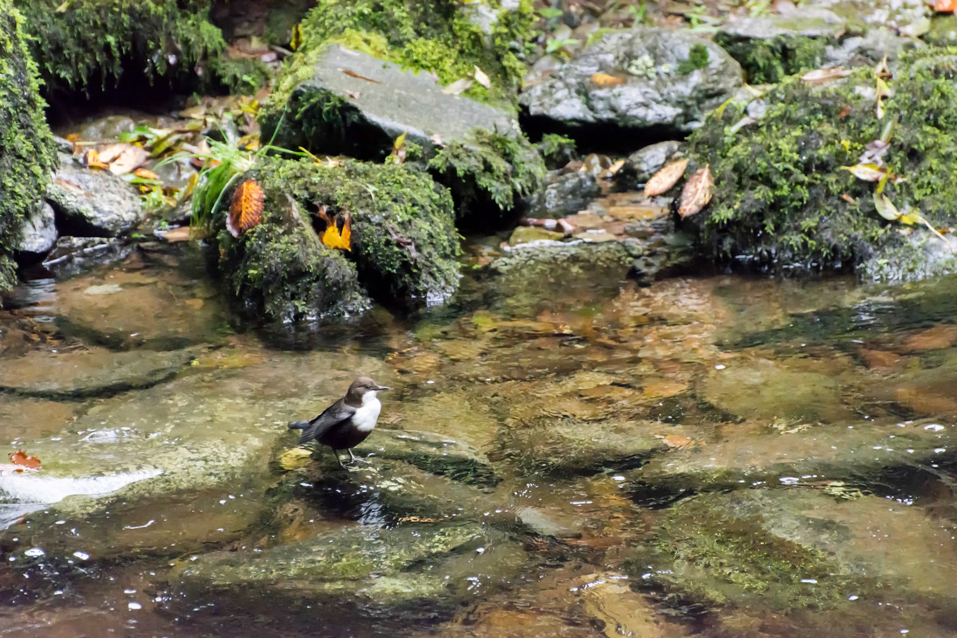 White-throated Dipper