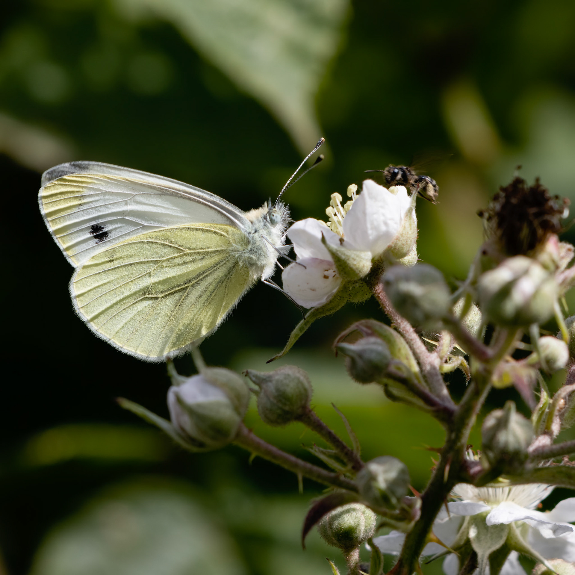 Large White (Pieris brassicae) Butterfly feeding on a Blackberry flower