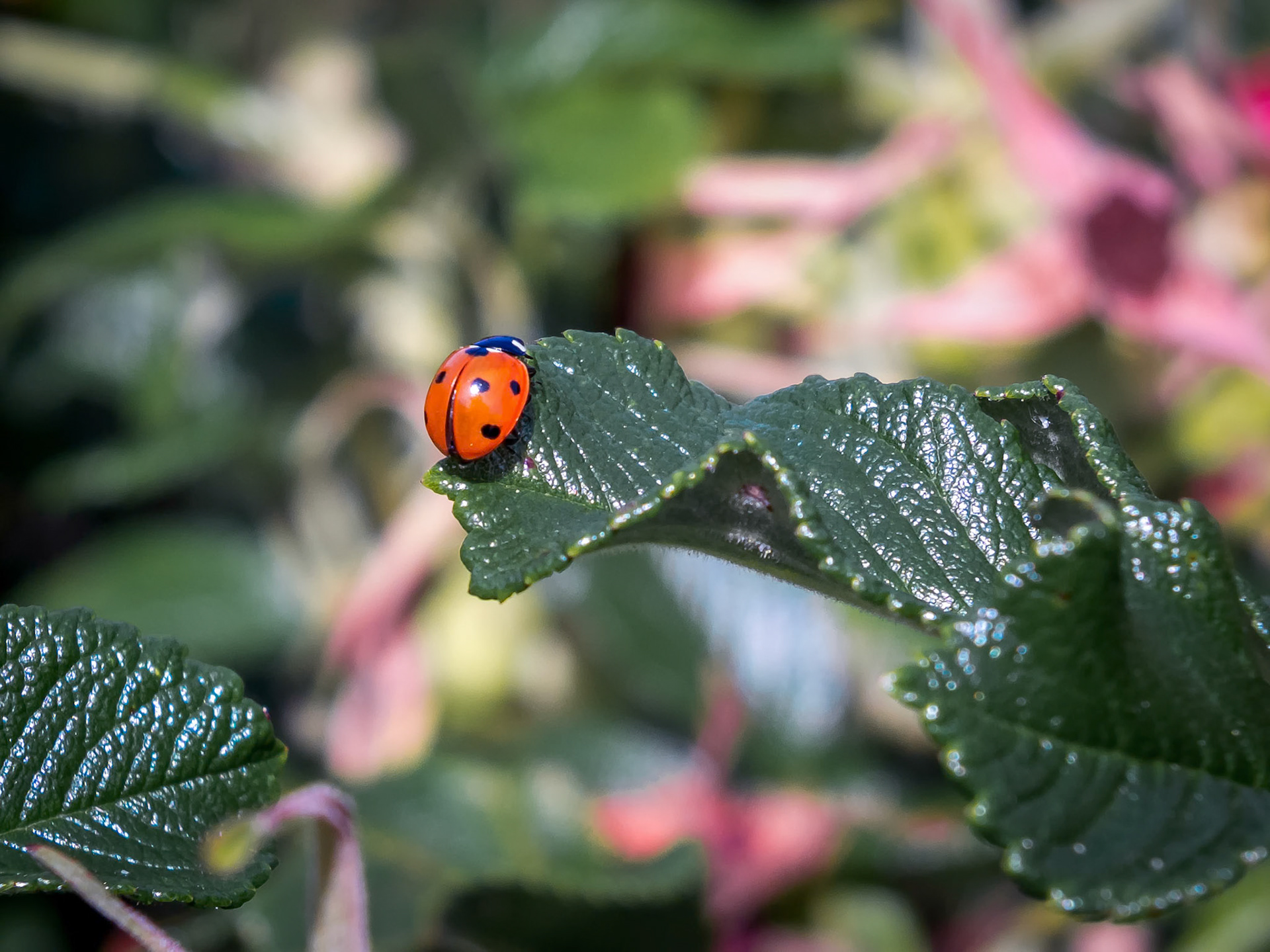 Seven Spot Ladybird (Coccinella septempunctata)